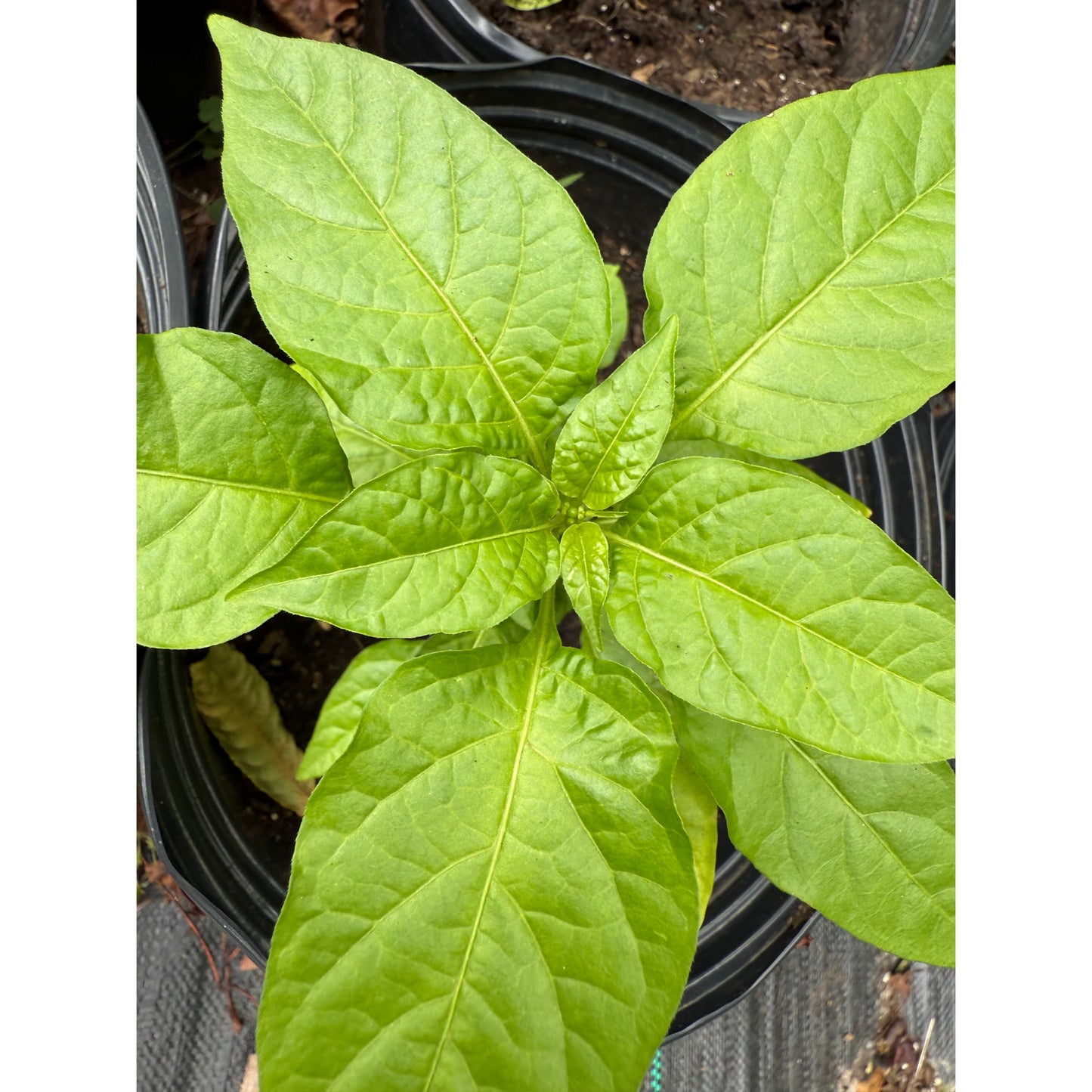 Habanero - Ivory Hot Pepper Seeds