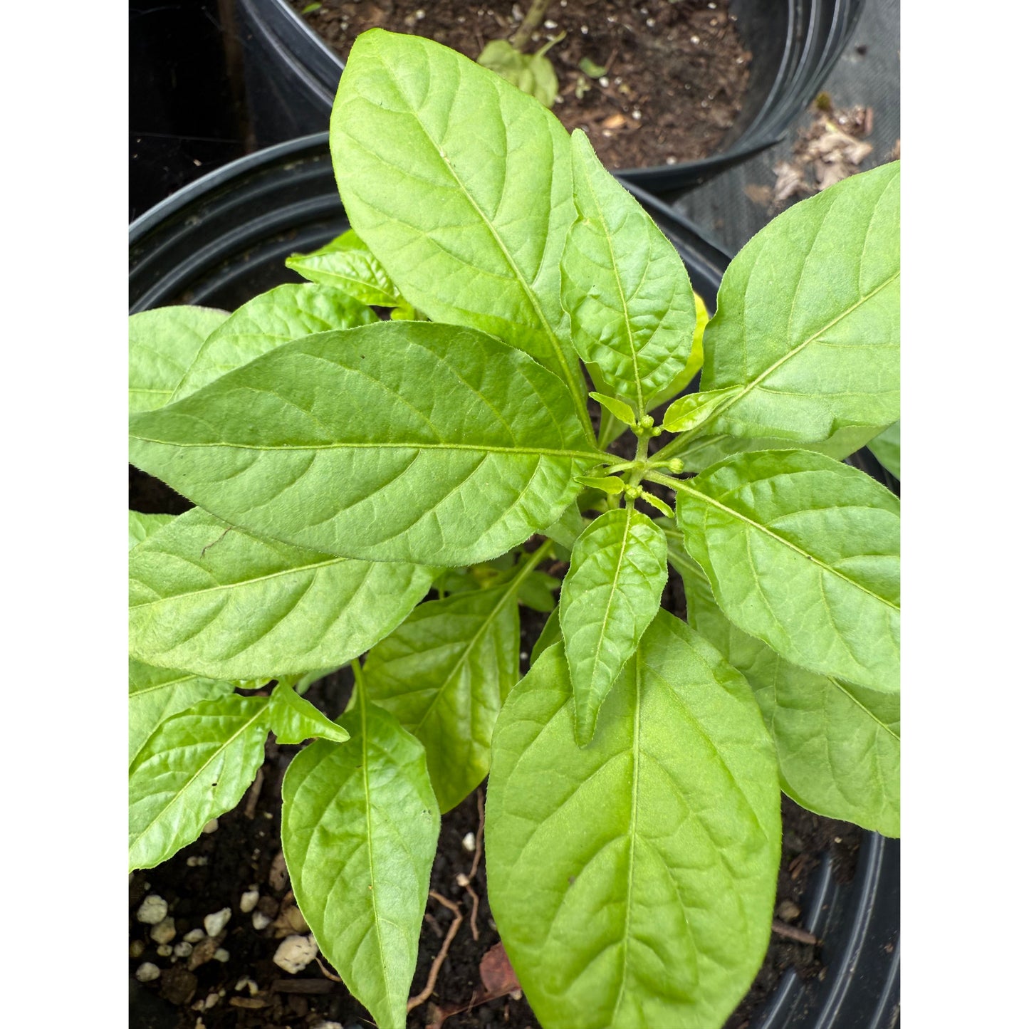 Habanero - Mini White Hot Pepper Seeds