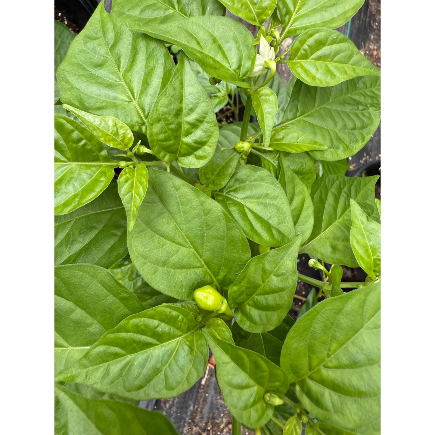Graines de piment Habanero - Red Savina - Piment fort