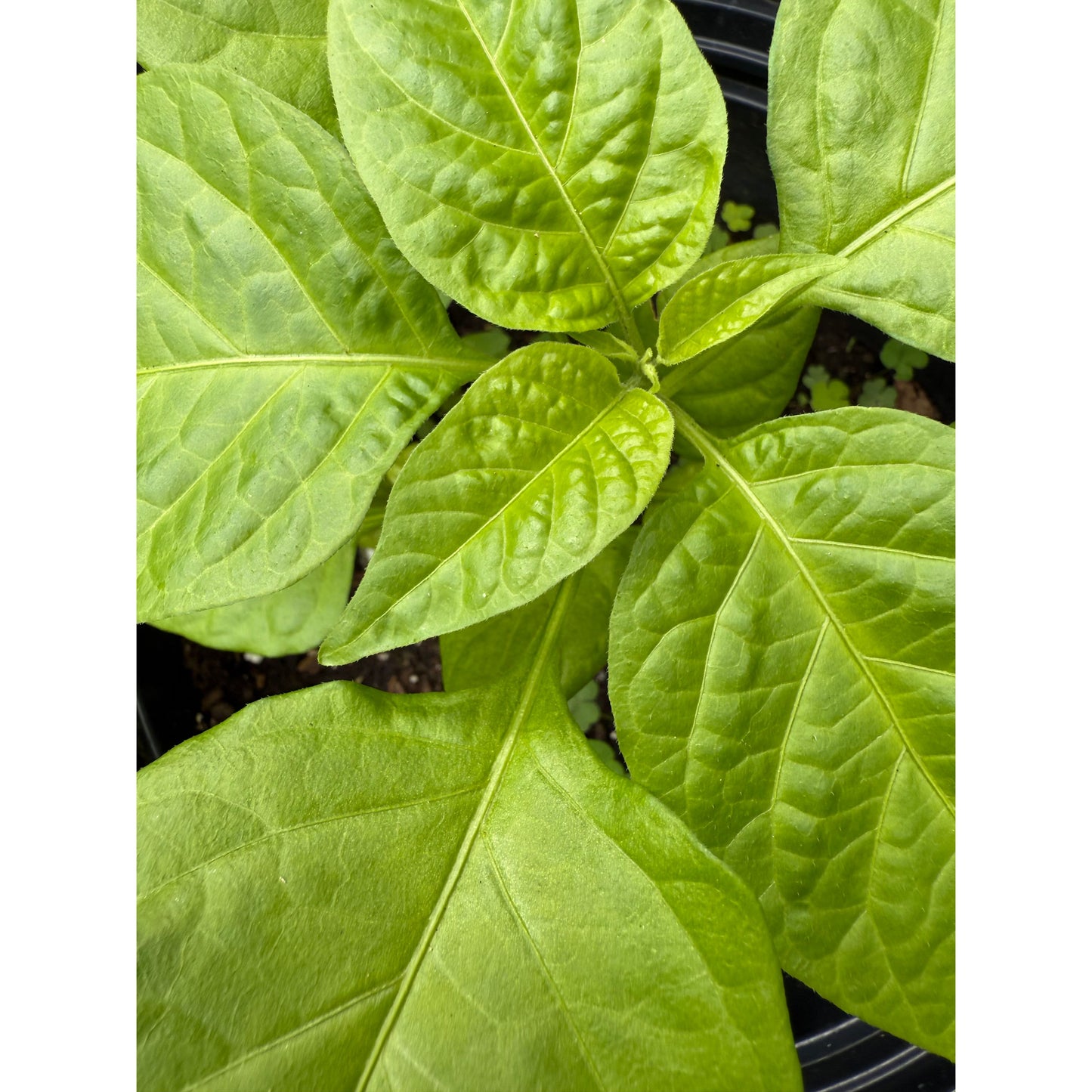 Habanero - Roatan Hot Pepper Seeds