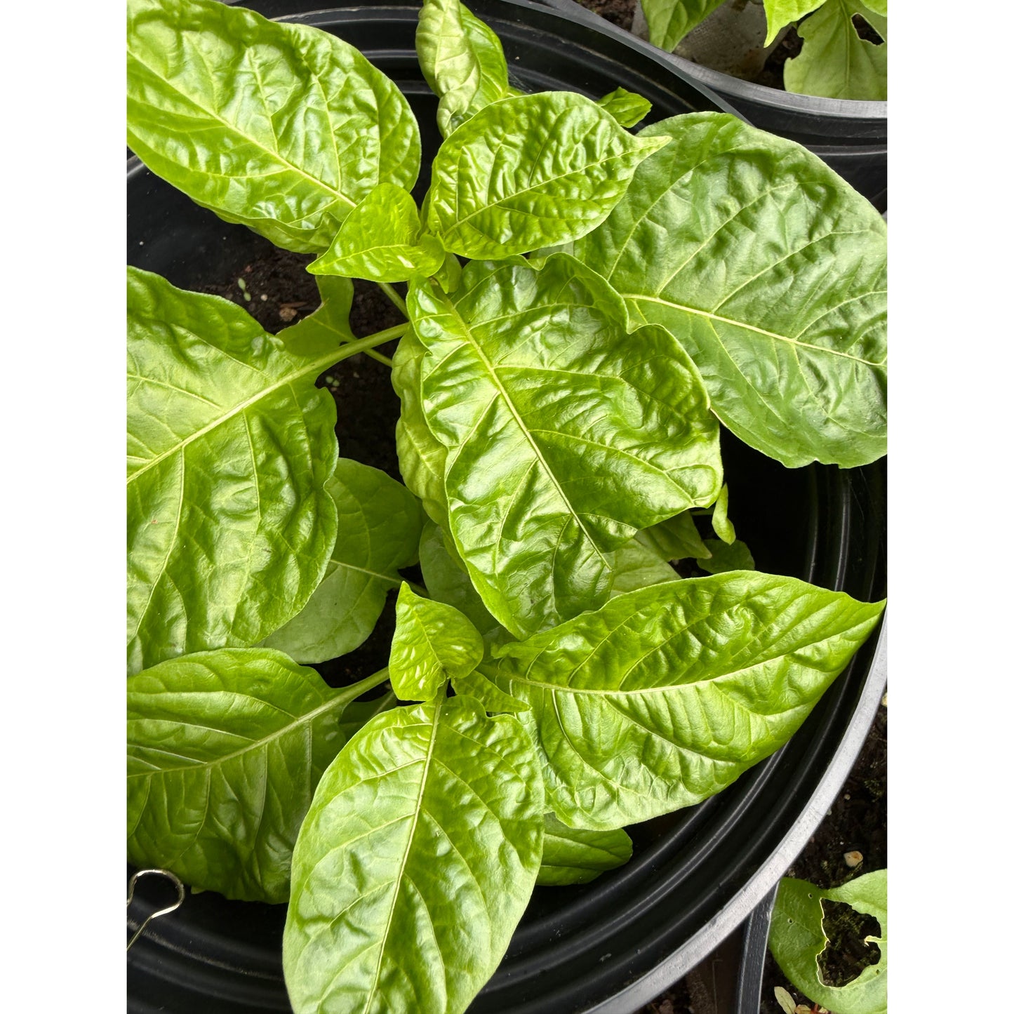 Habanero - St Martinique Hot Pepper Seeds