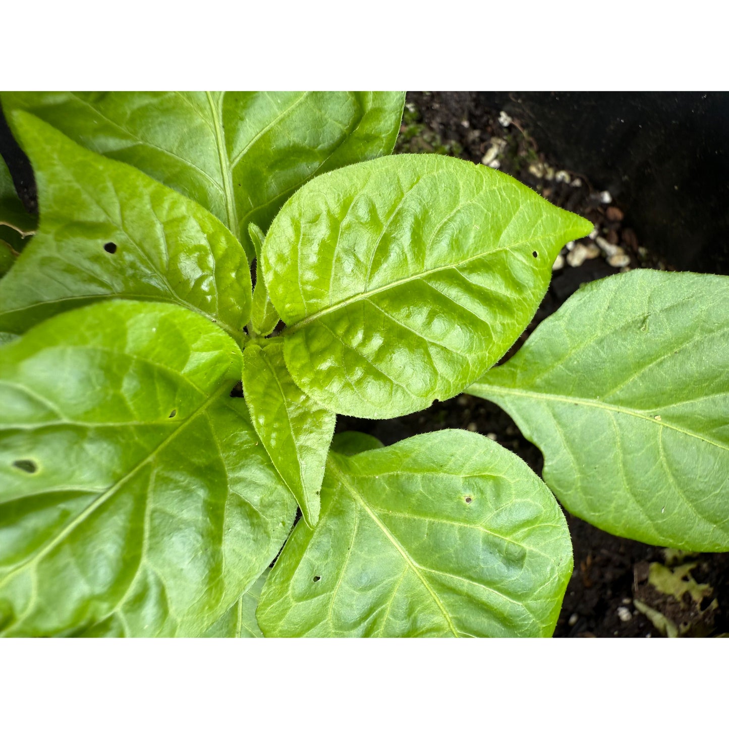 Graines de piment habanero - piment fort du Suriname