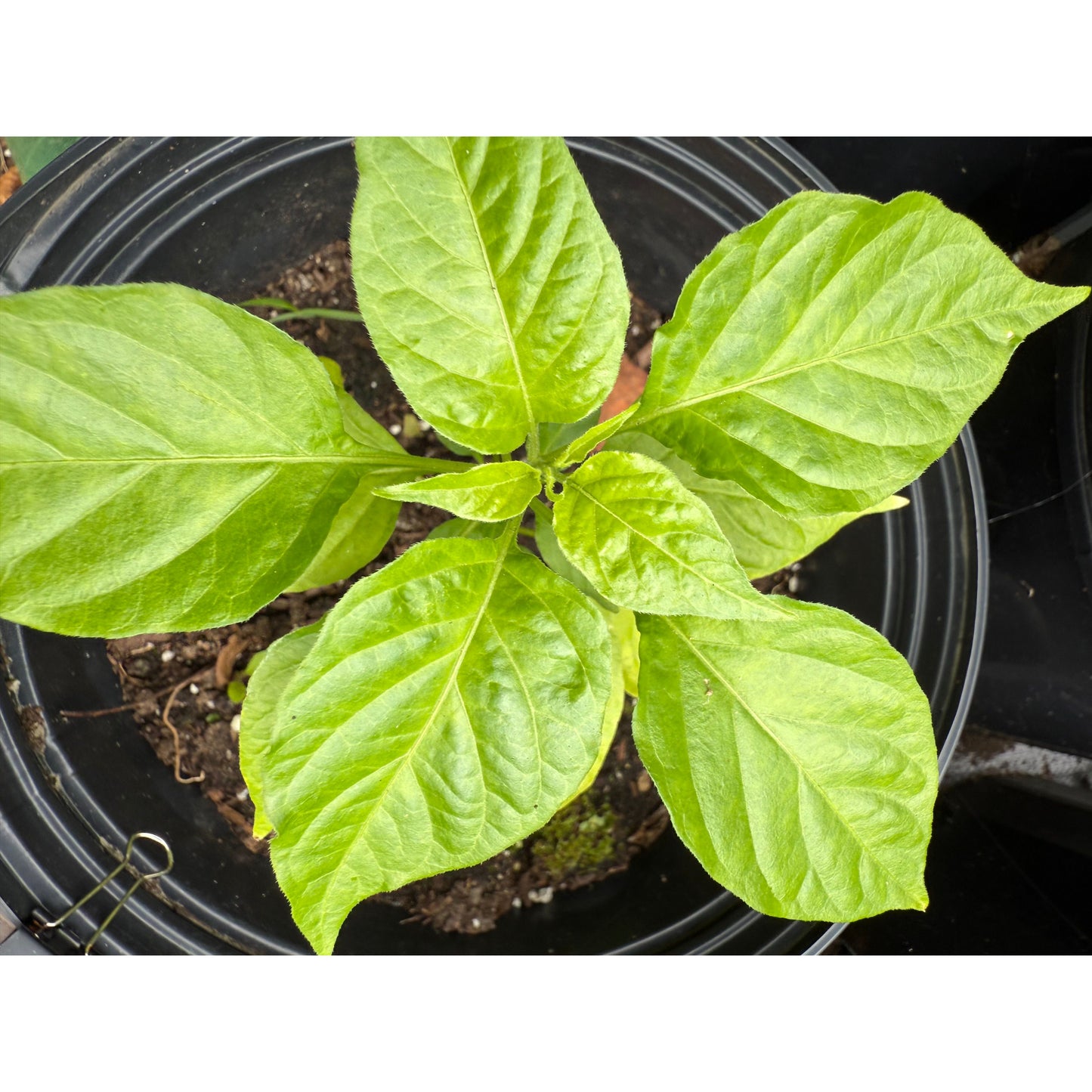 Habanero - Tasmanian - Hot Pepper Seeds