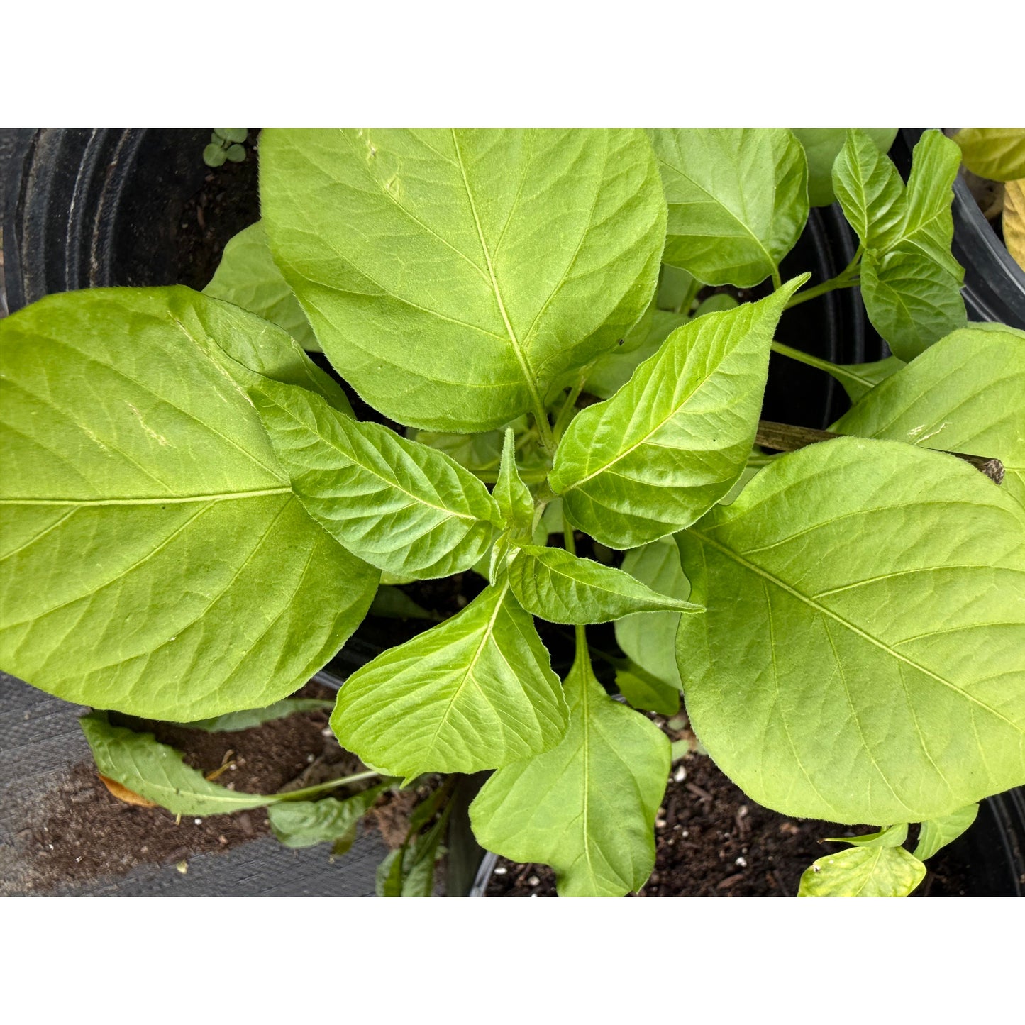 Graines de piment Habanero - White Snow