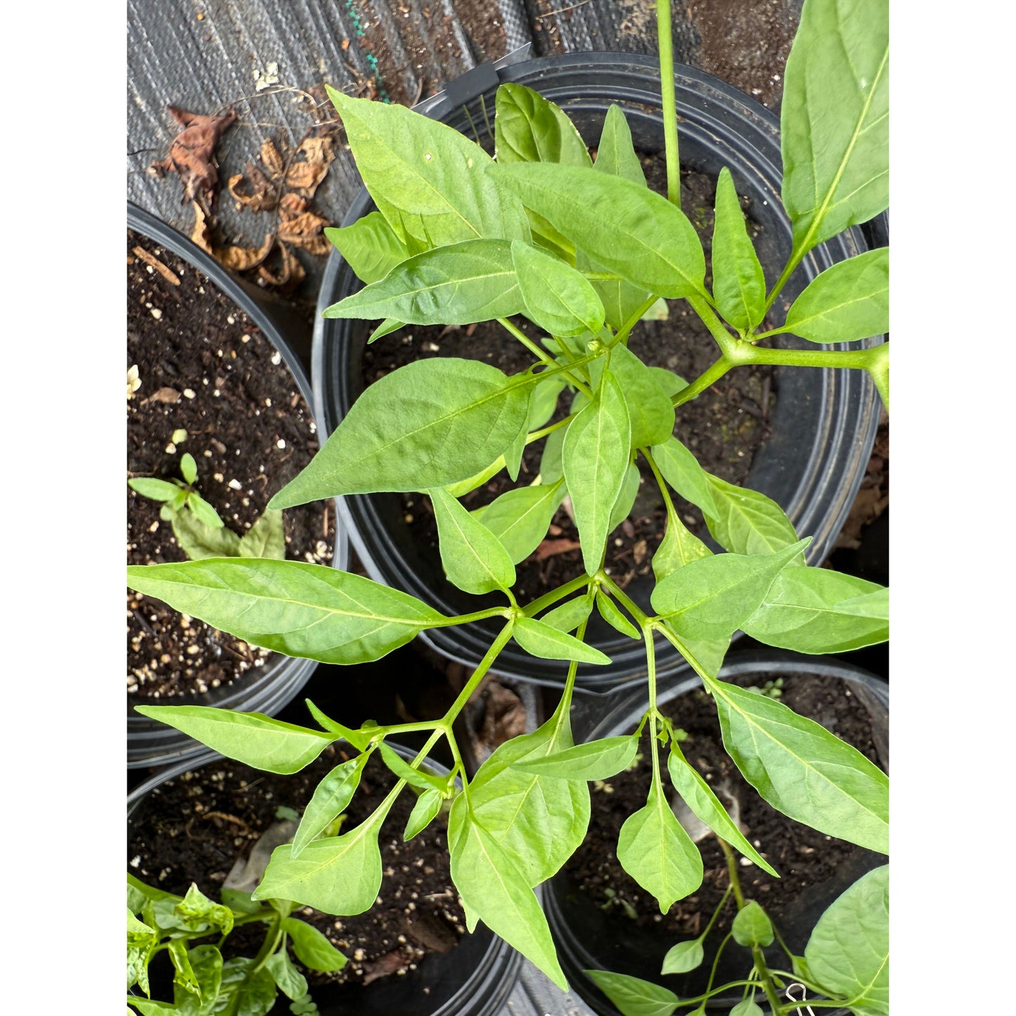 Hangjiao - Afterglow Hot Pepper Seeds