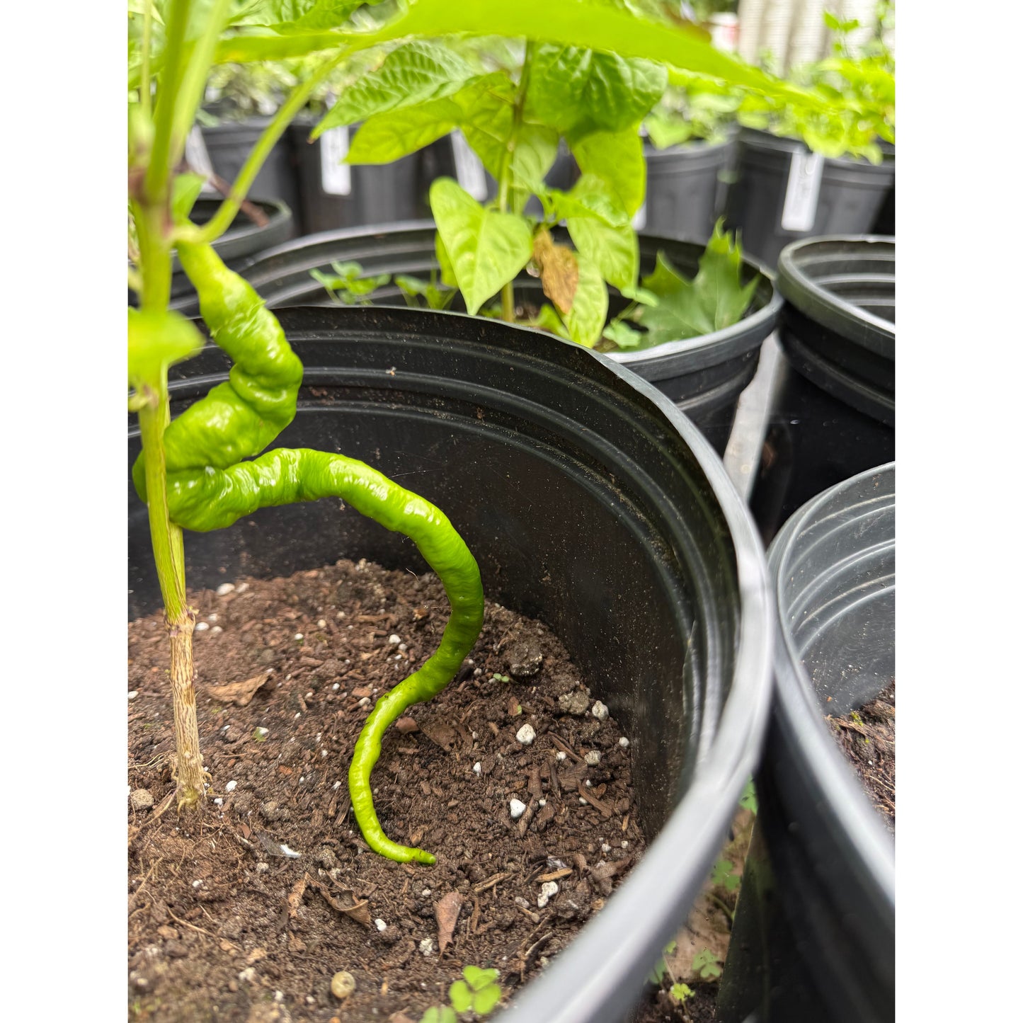 Hangjiao 5 Helix Nebula Hot Pepper Seeds