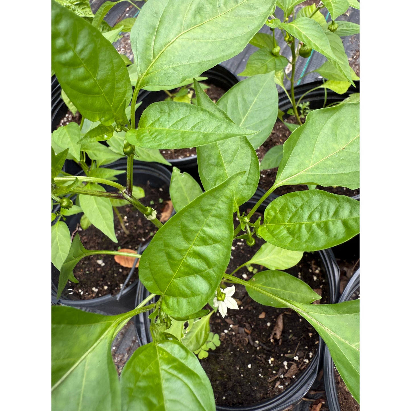 Hangjiao 6 Pulsar - Hot Pepper Seeds