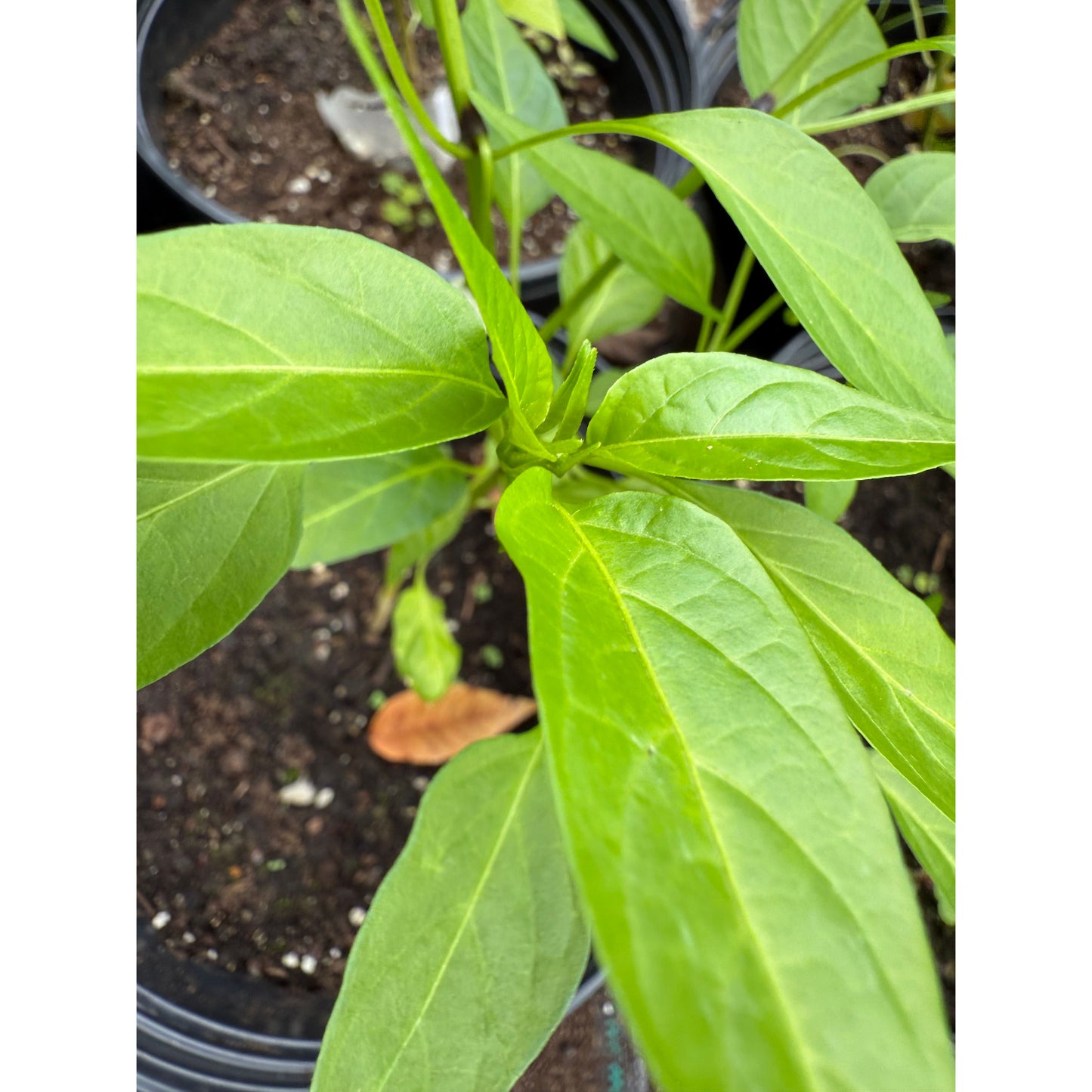 Hangjiao 3 Solar Flare - Hot Pepper Seeds