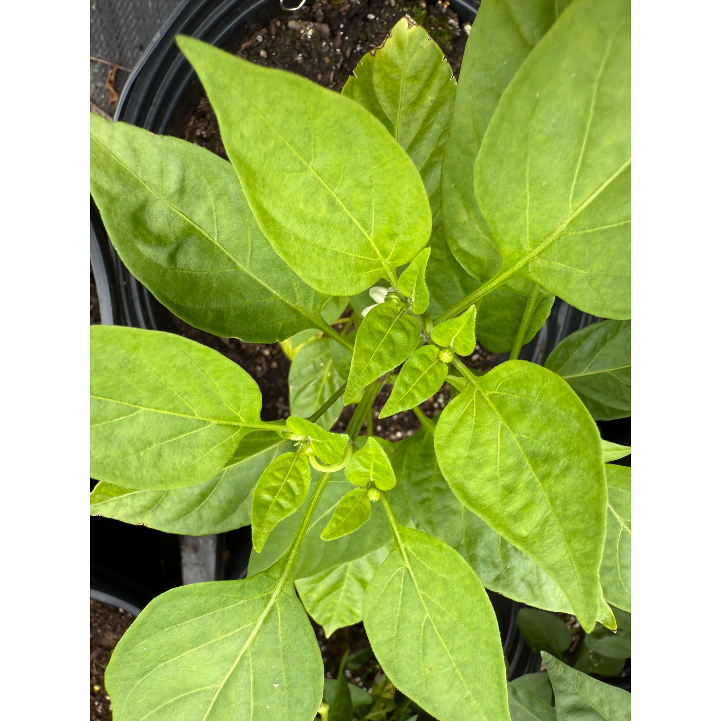 Hawaiian Sweet (Waialua) Hot Pepper Seeds