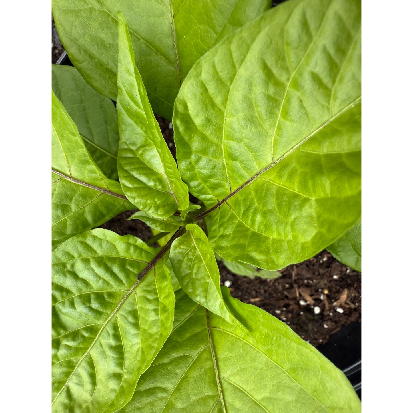 Hellboy - Chocolat - Graines de piment fort