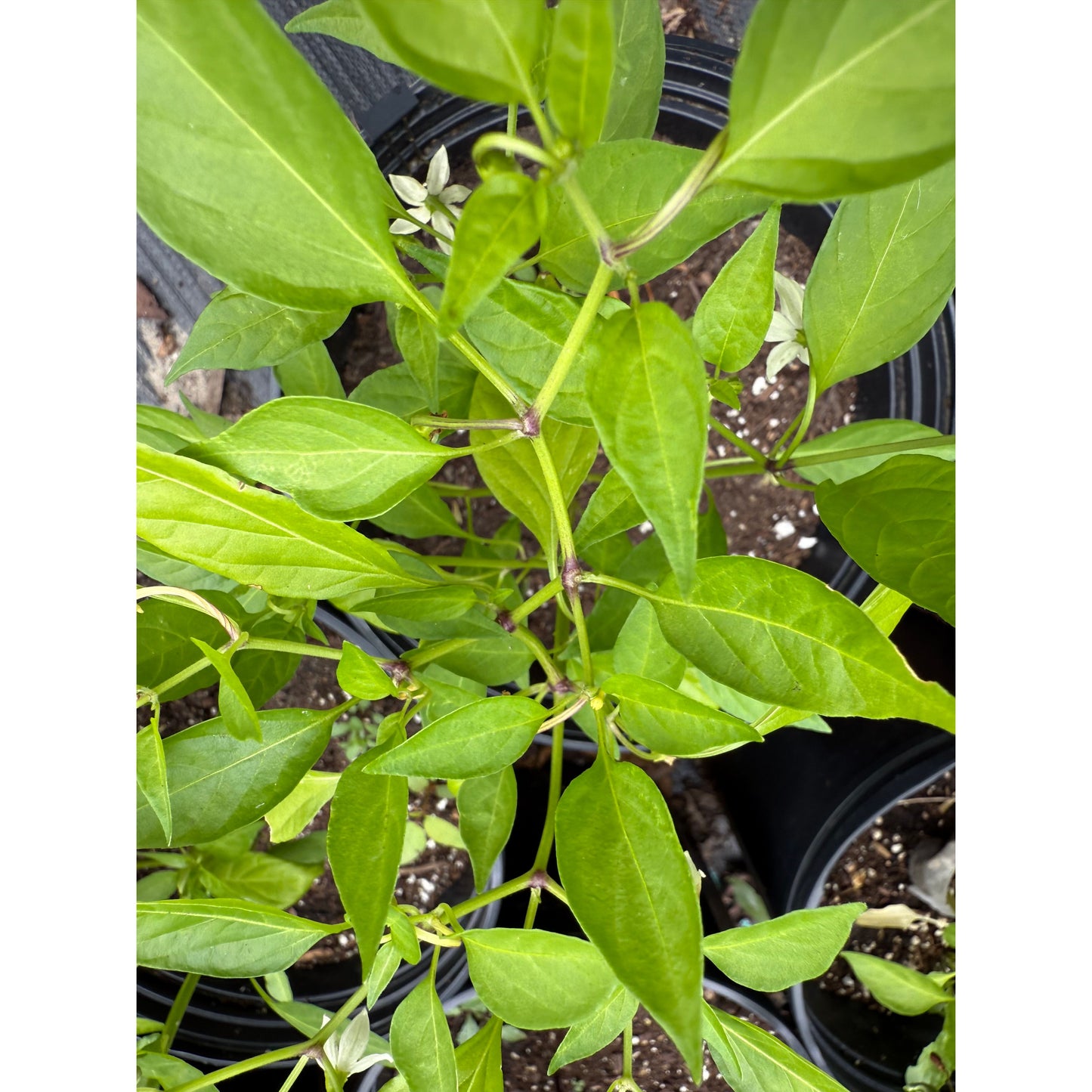 Himo Togarashi Hot Pepper Seeds