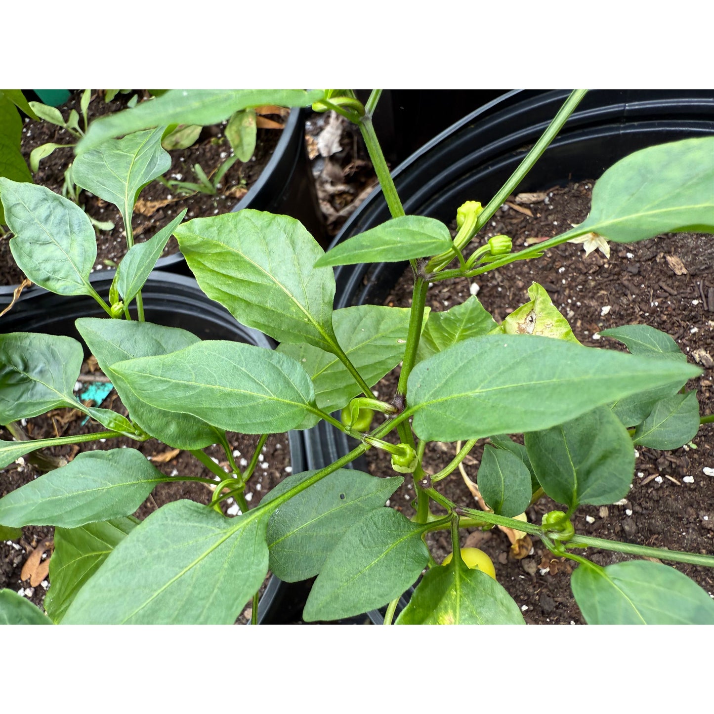 Hot Friariello Hot Pepper Seeds