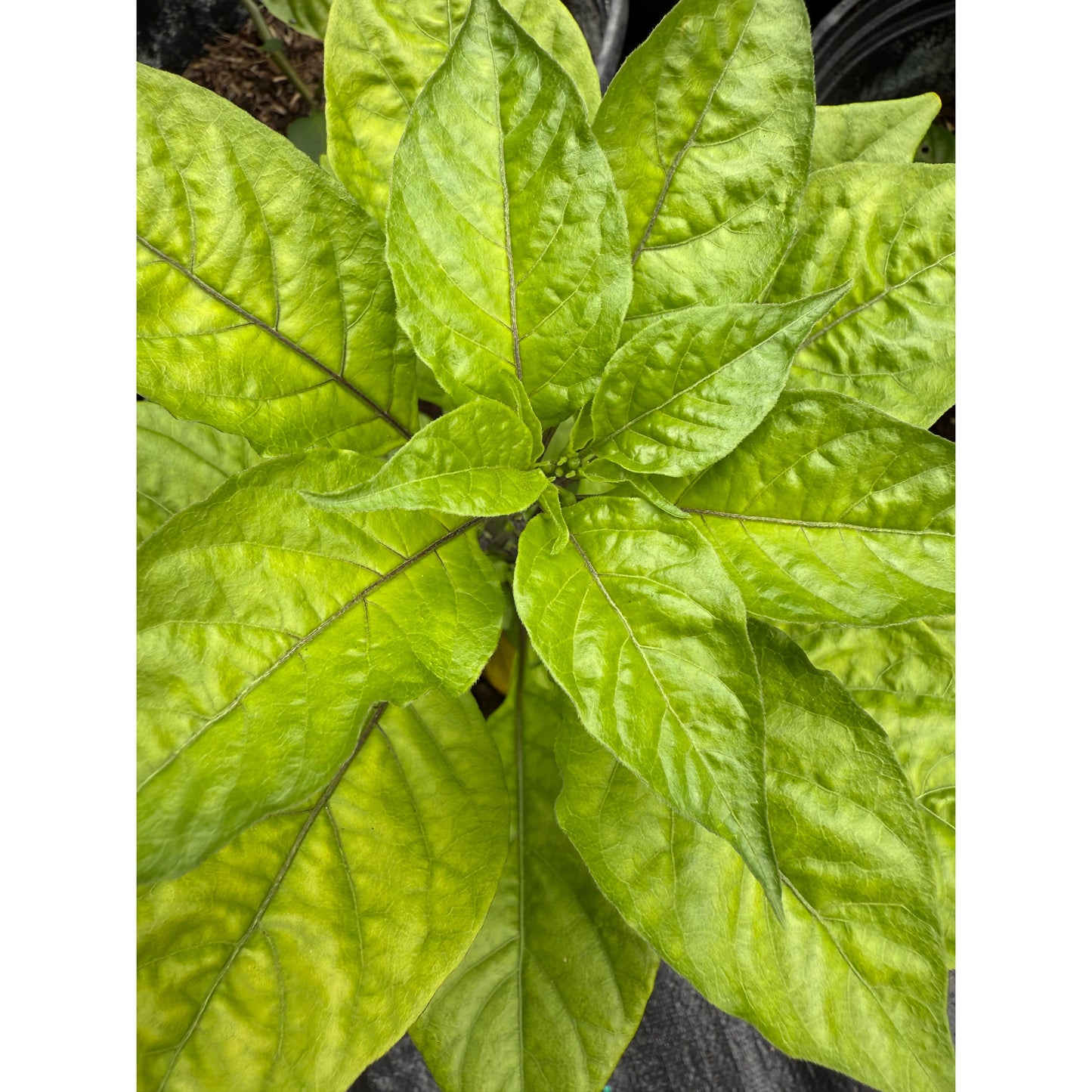 Graines de piment fort Hurt Berry