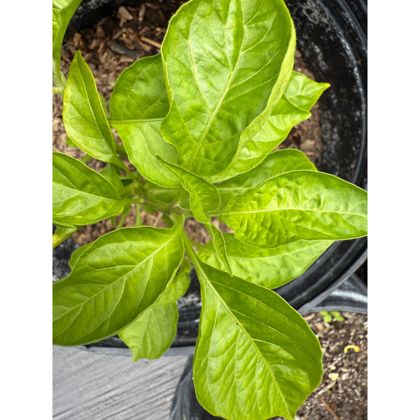 Jalapeño - Ghostly Hot Pepper Seeds