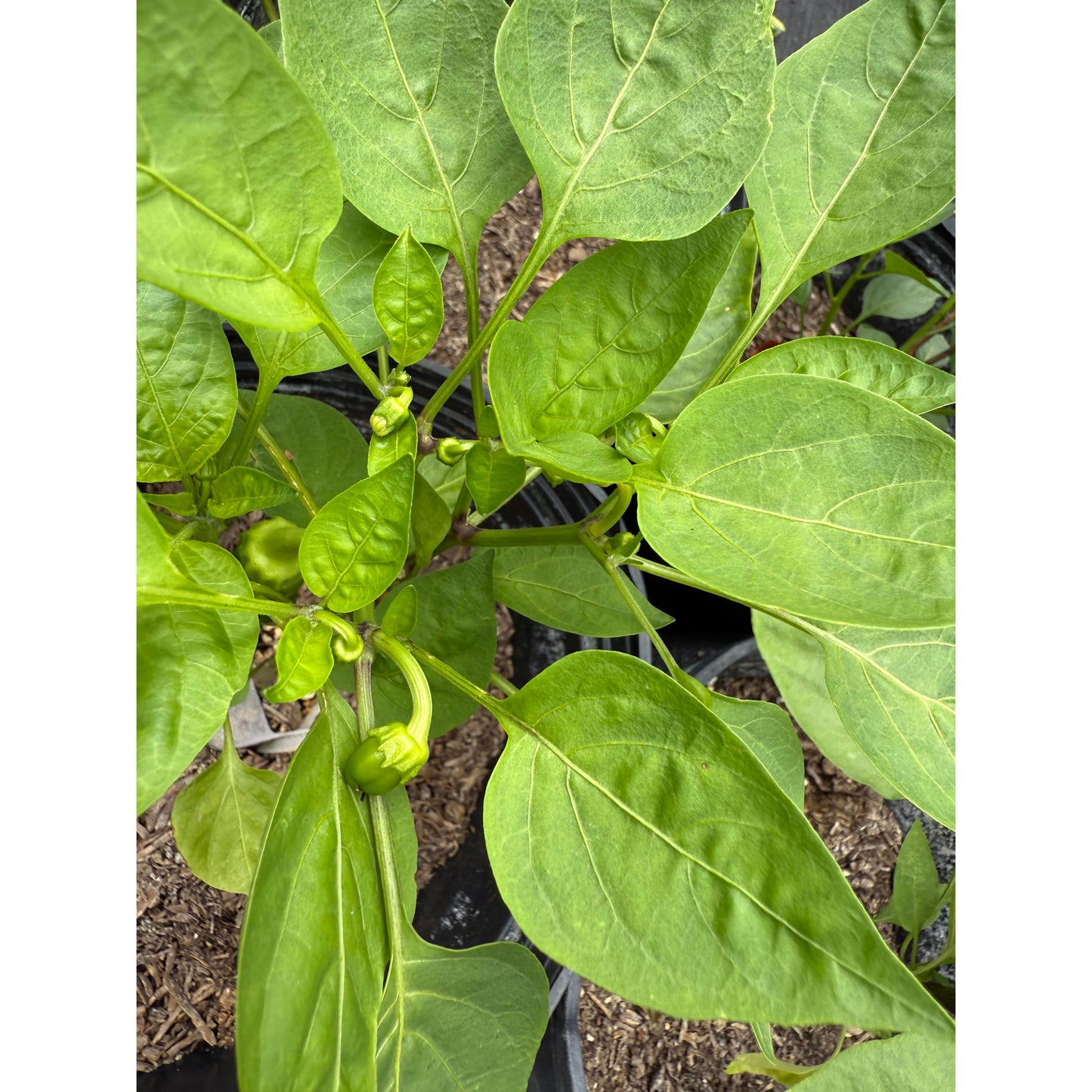 Jalapeño - Graines de piment citron géant