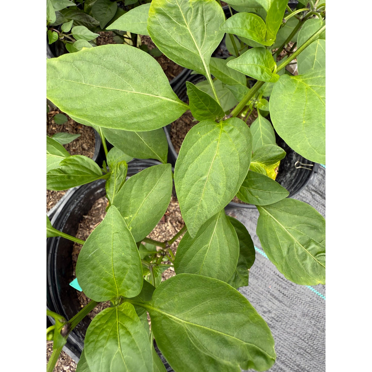 Jalapeño - Graines de piment Jedi