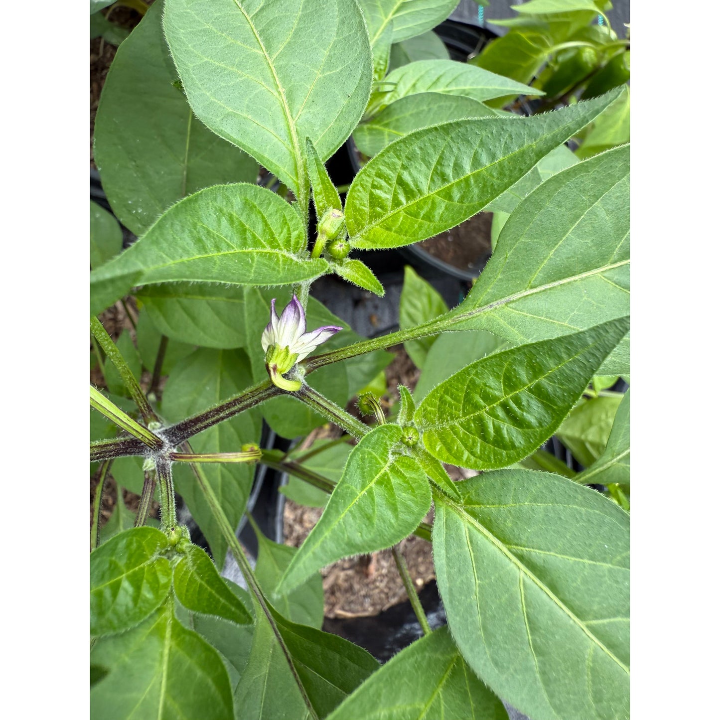 Jalapeño - Jes's Purple Orange - Hot Pepper Seeds
