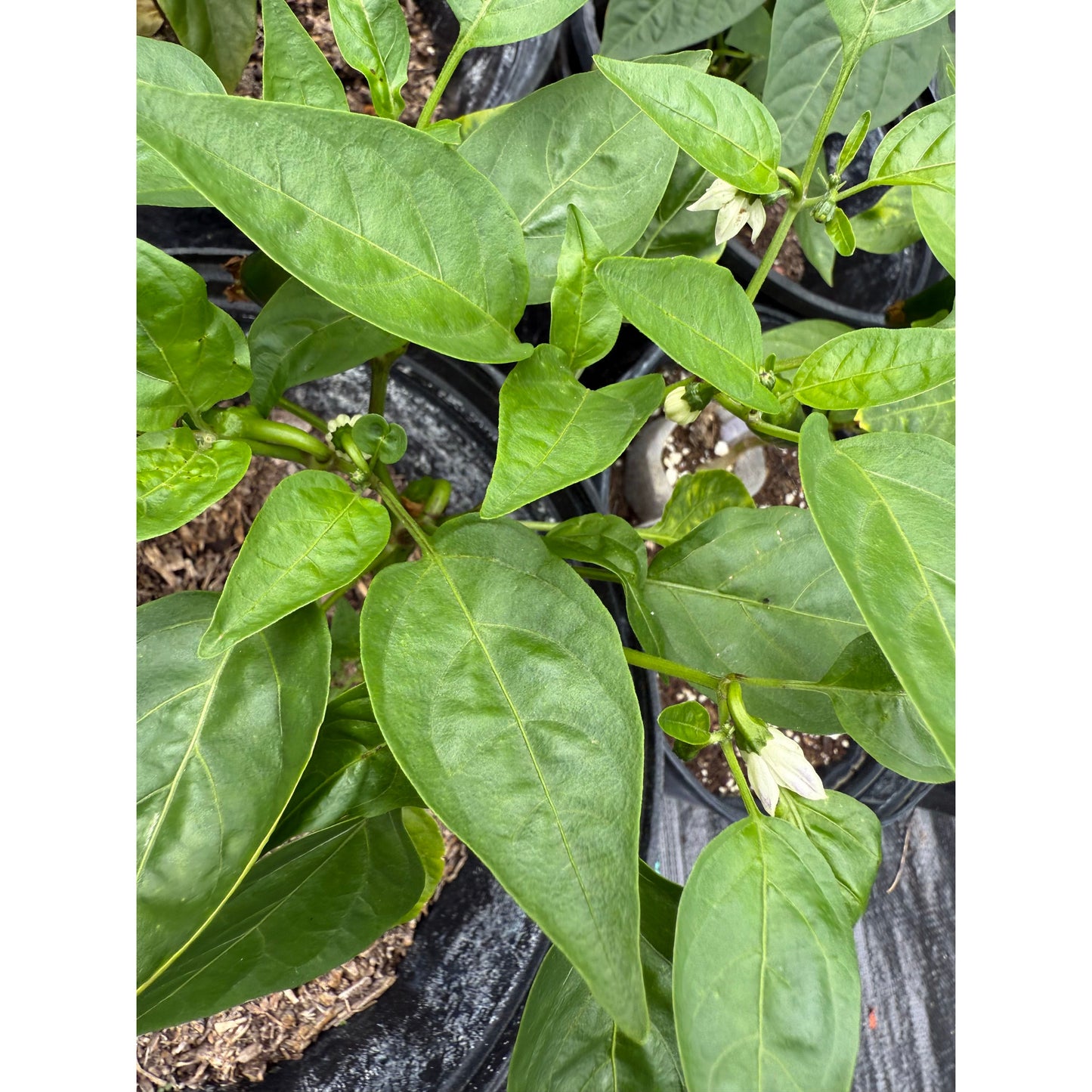 Jalapeño - Épice orange - Graines de piment fort