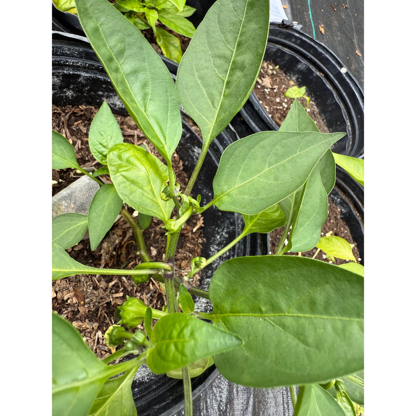 Graines de piment Jalapeño - Red Raam