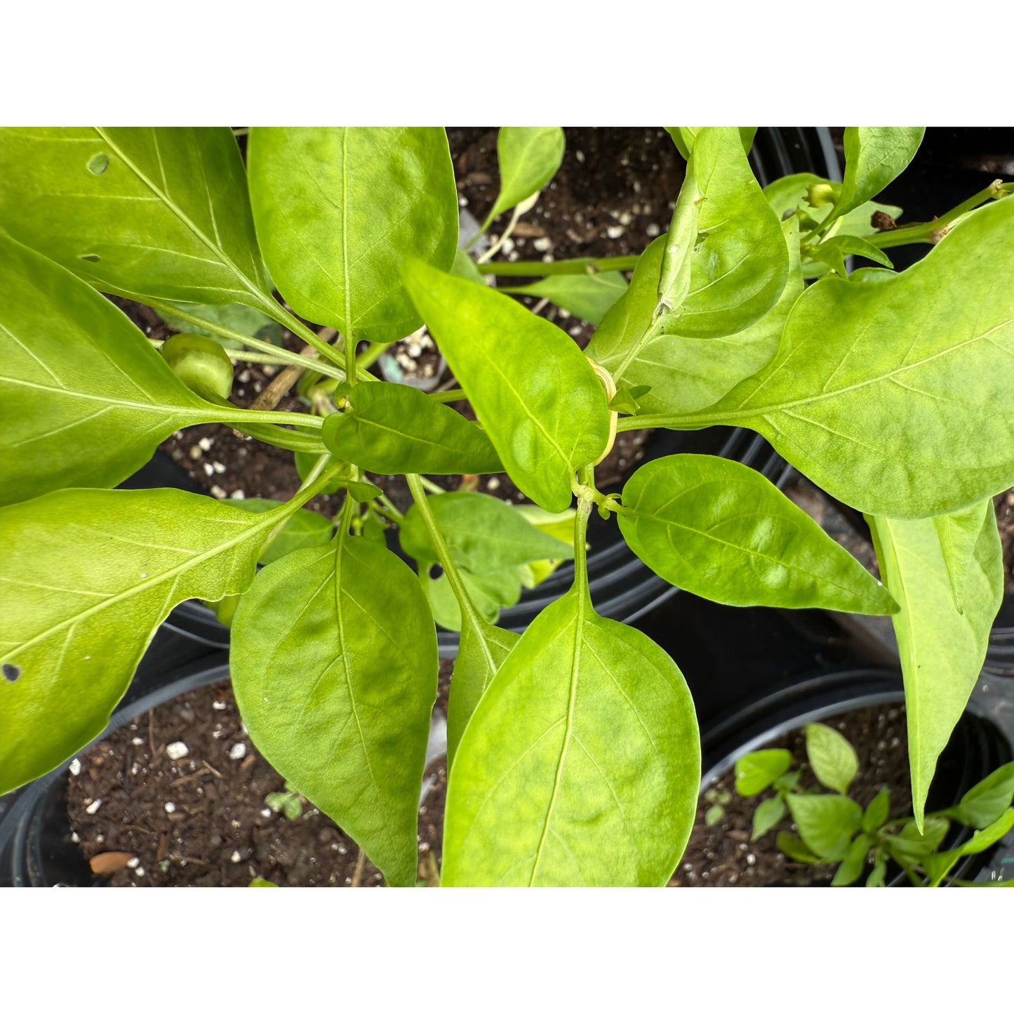 Jalapeño - Graines de piment blanc fort