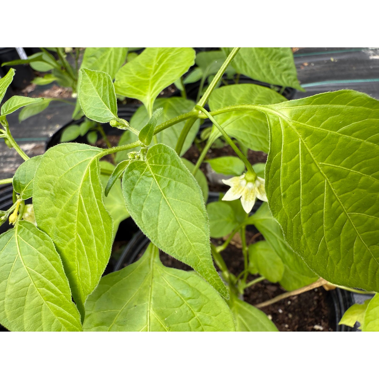 Jamaican Mushroom Cap - Red Hot Pepper Seeds