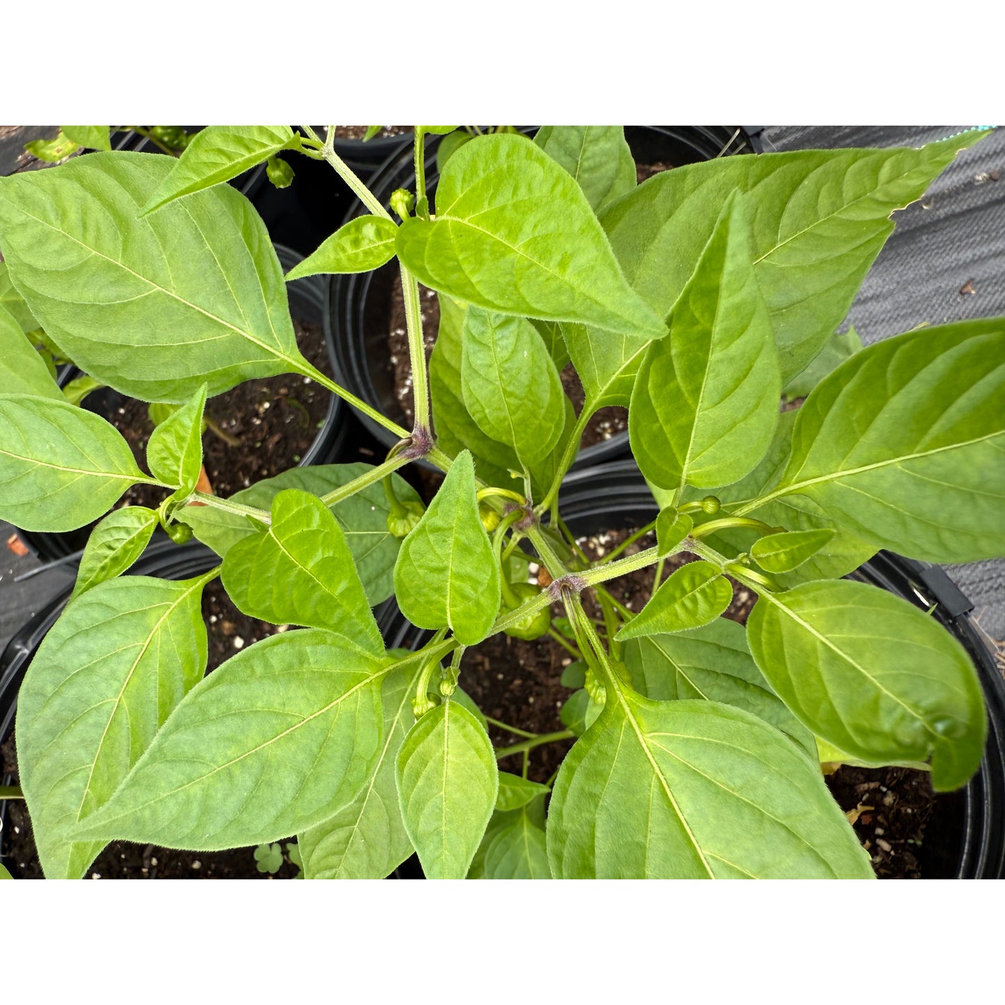 Jamaican Mushroom Cap - Yellow Hot Pepper Seeds