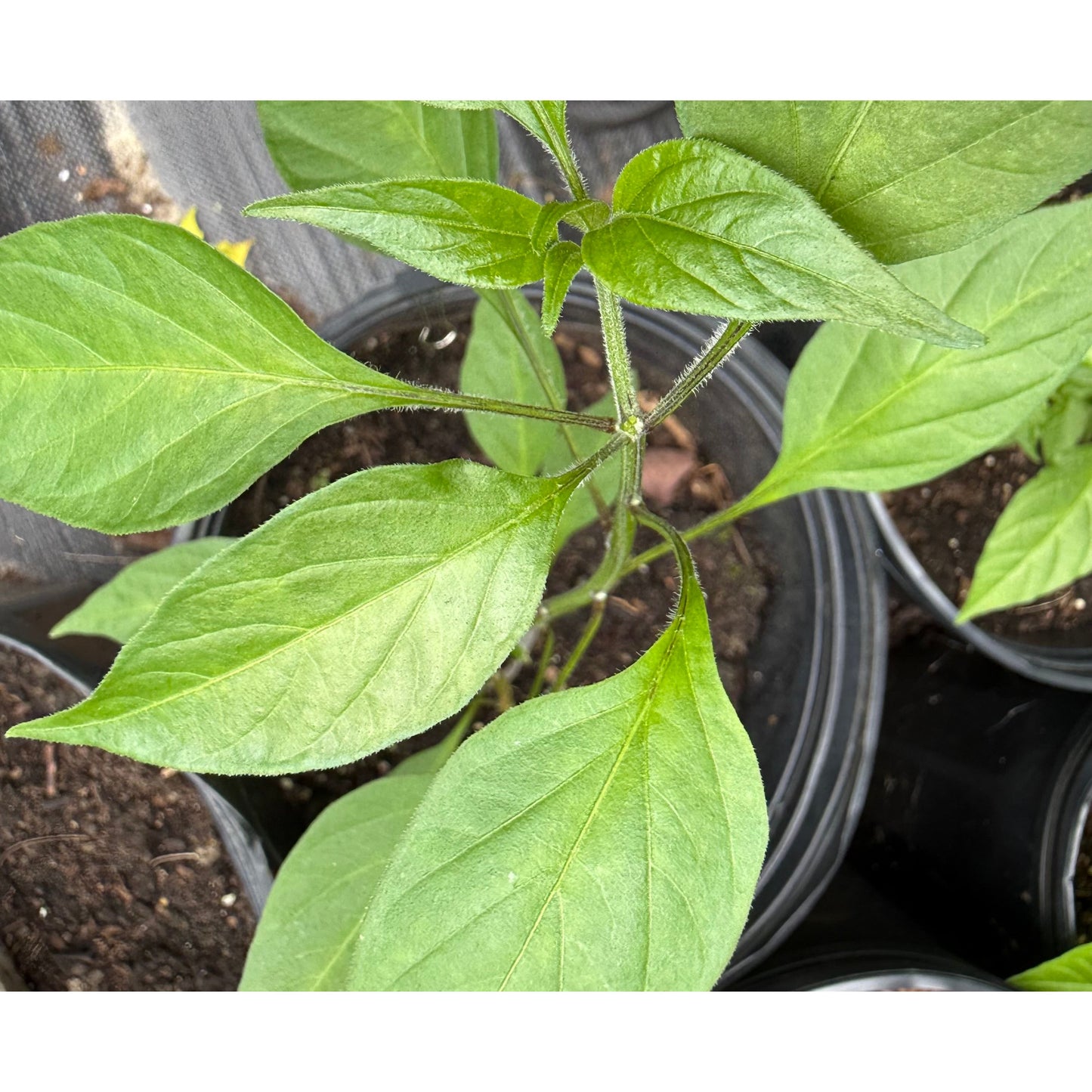 Jerecuaro - Orange Hot Pepper Seeds