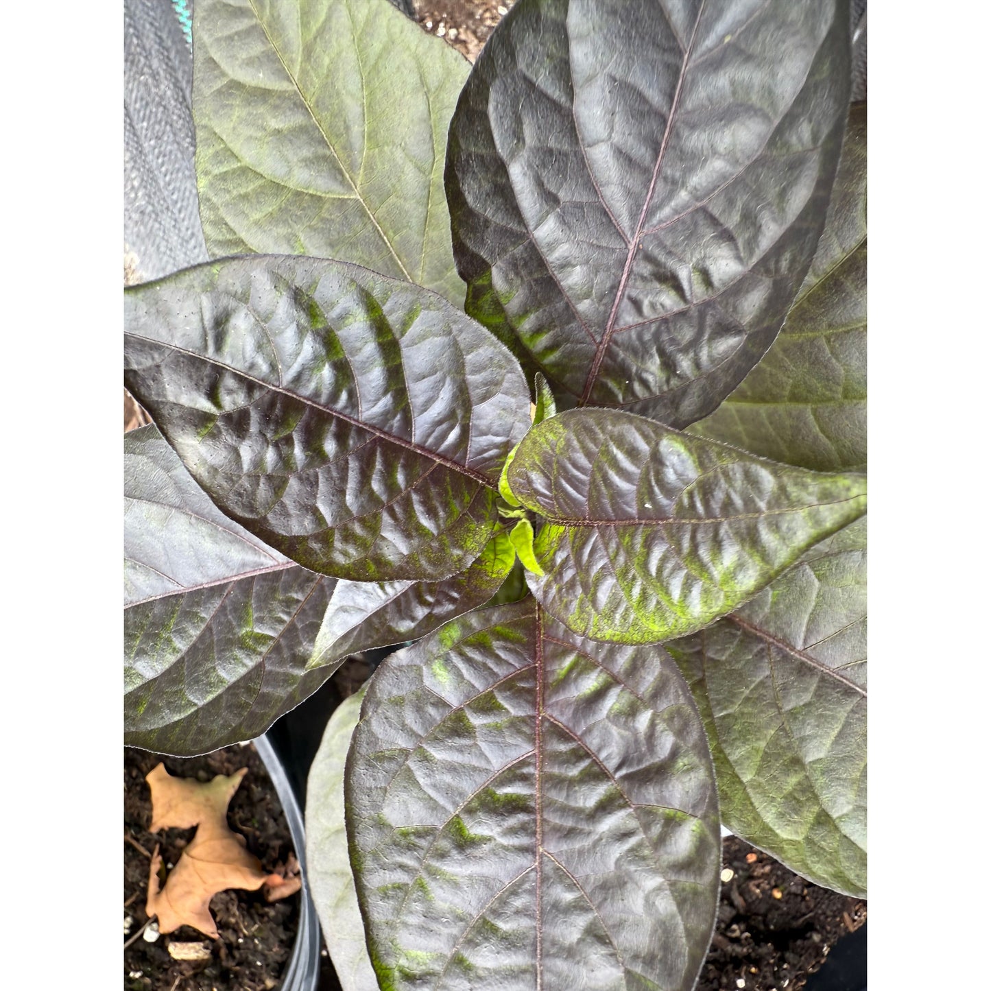 Jigsaw Gator - Purple - Hot Pepper Seeds