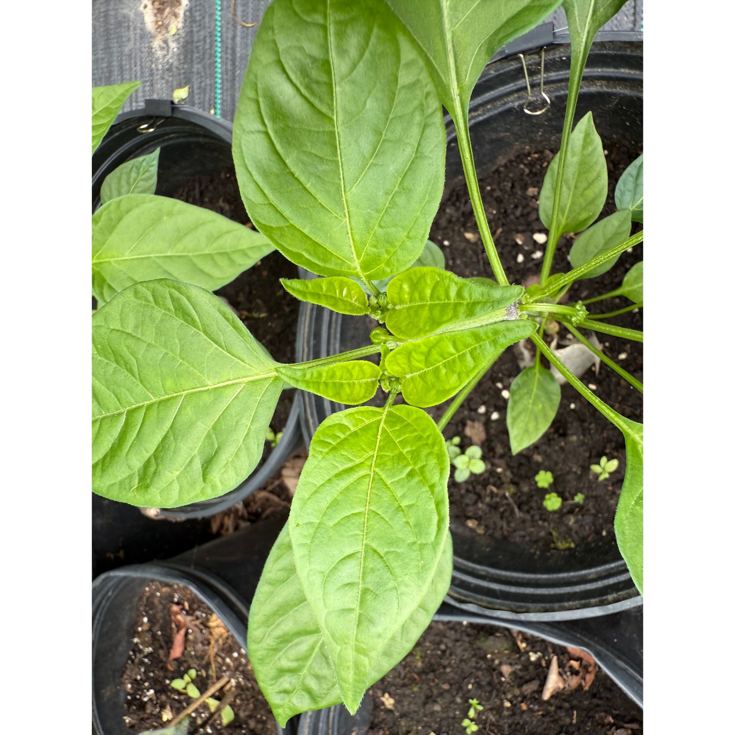 Jamaican Scotch Bonnet - Orange - Hot Pepper Seeds