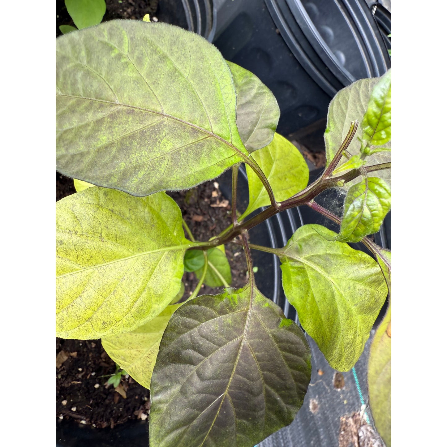 Jamaican Scotch Bonnet - Sunset Peach - Hot Pepper Seeds