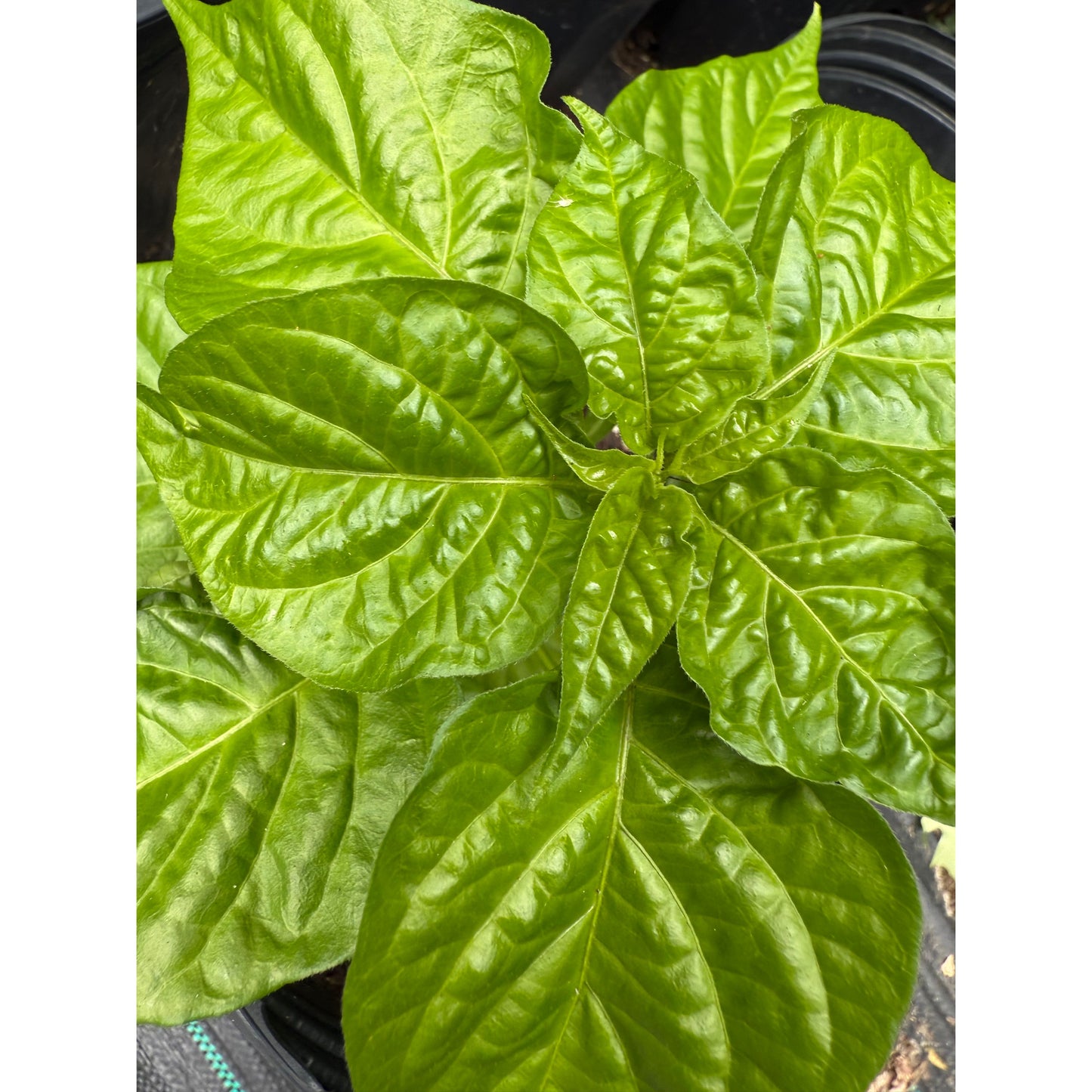 Jamaican Scotch Bonnet Sweet - Red Hot Pepper Seeds