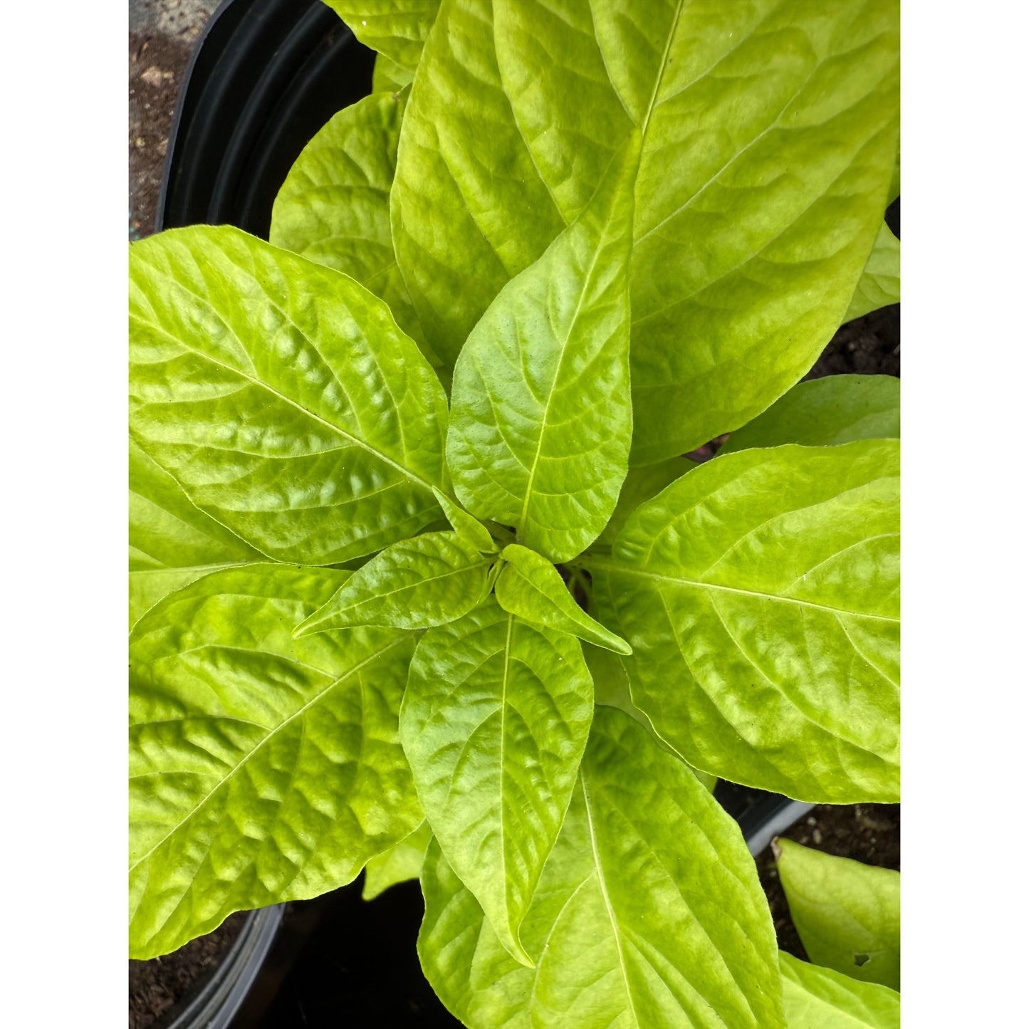Graines de piment fort brun Moruga de Judy