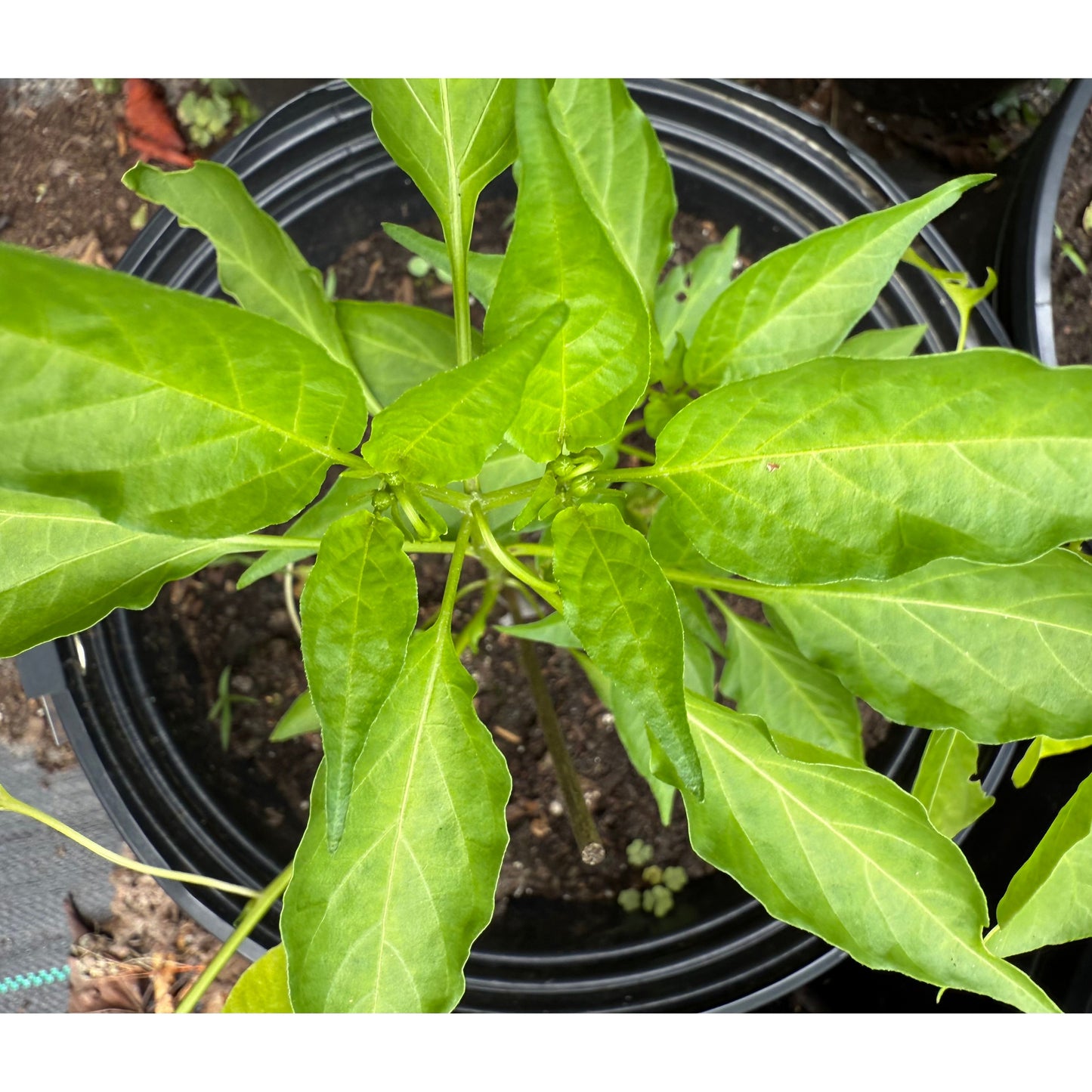 Jwala Hot Pepper Seeds