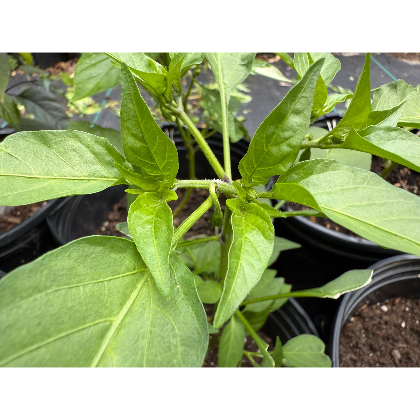 Kandy - Hot Pepper Seeds