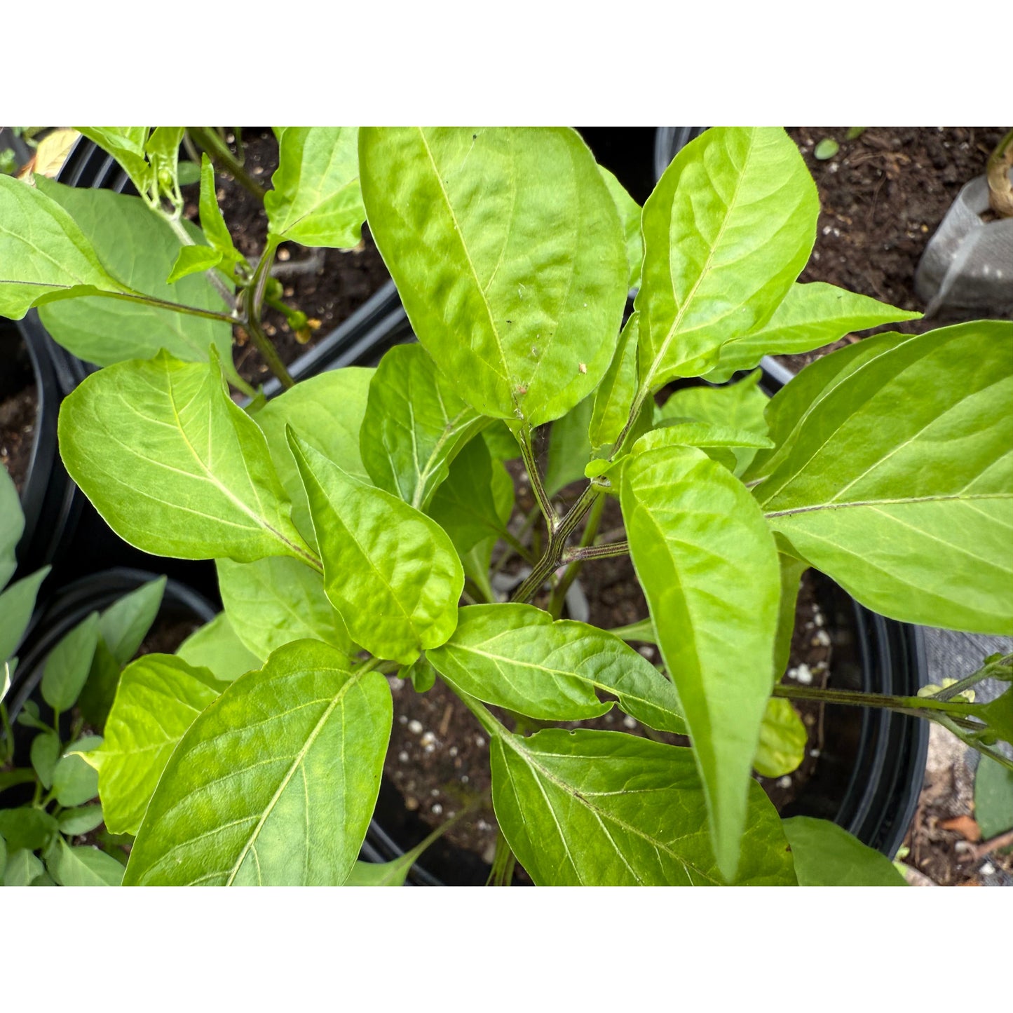 Kimchi Hot Pepper Seeds