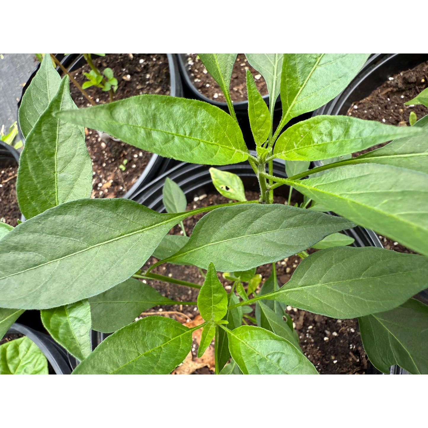 Kopay Cabai - Hot Pepper Seeds