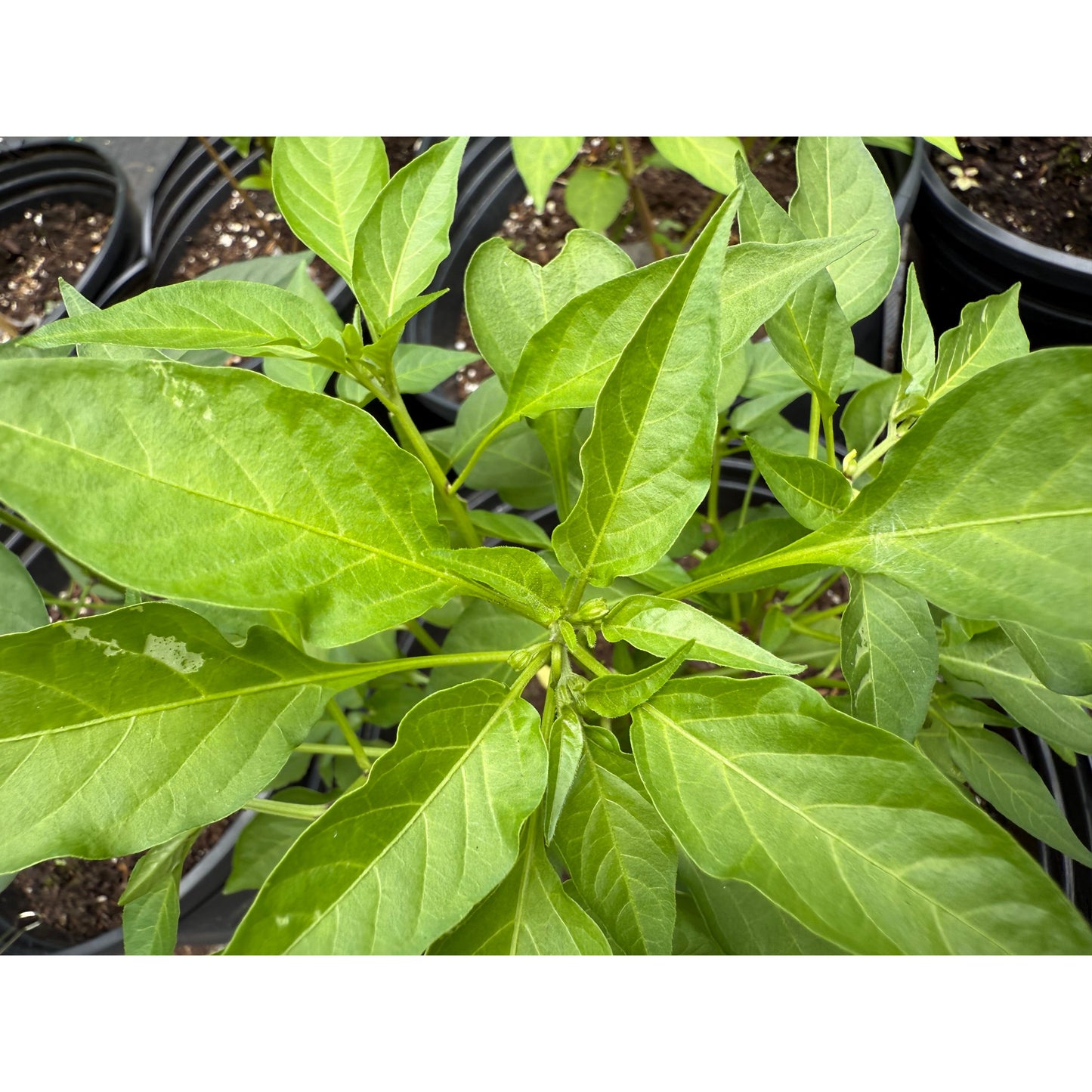 Korean Long Green Hot Pepper Seeds