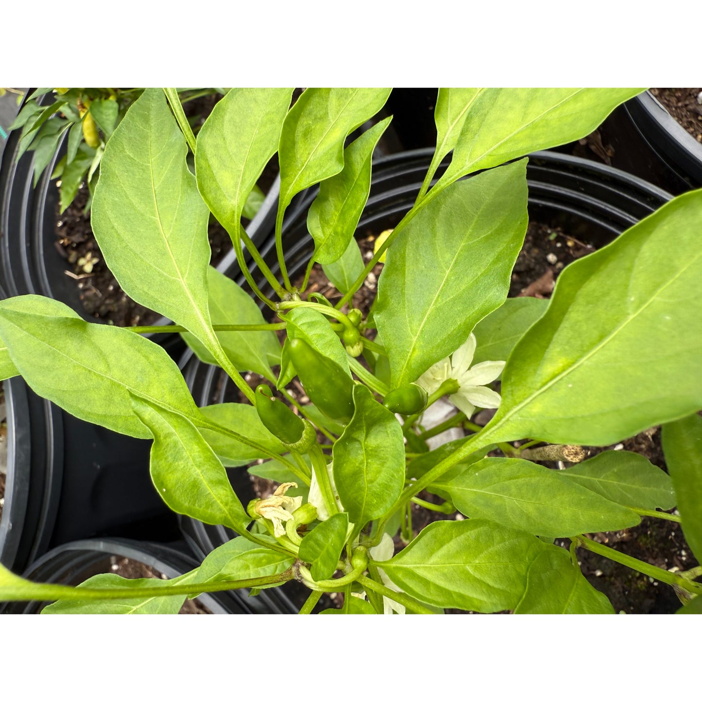 Kristian Hot Pepper Seeds