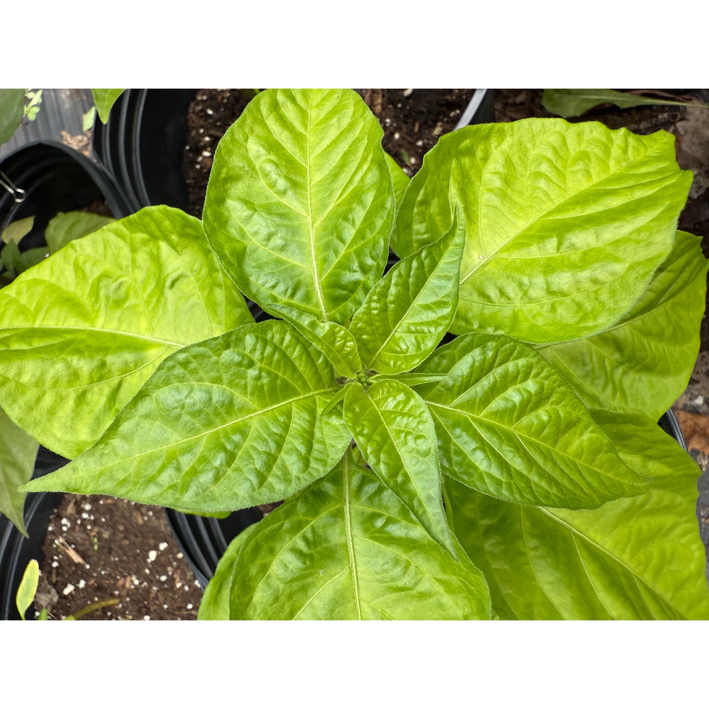 Graines de piment fort KS Crimson Starr