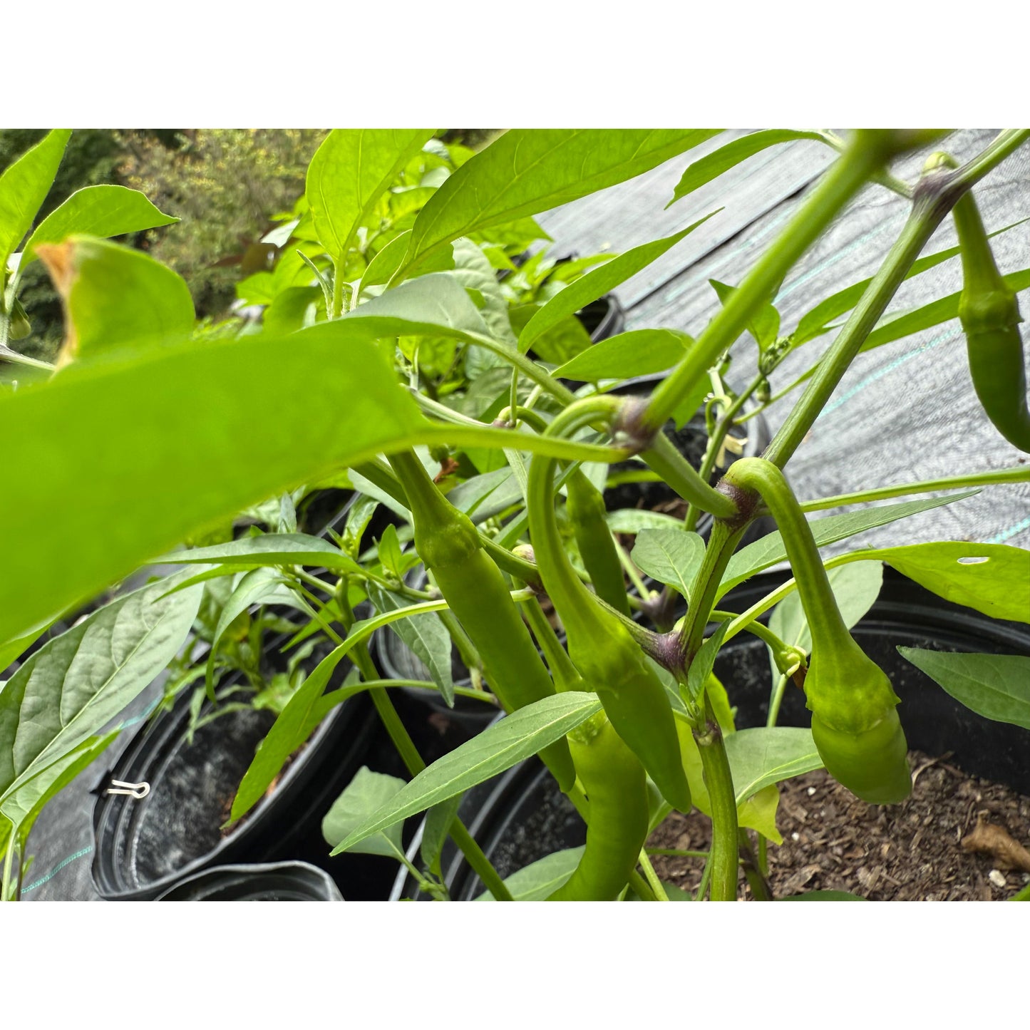 Graines de piment fort KS Queenhi
