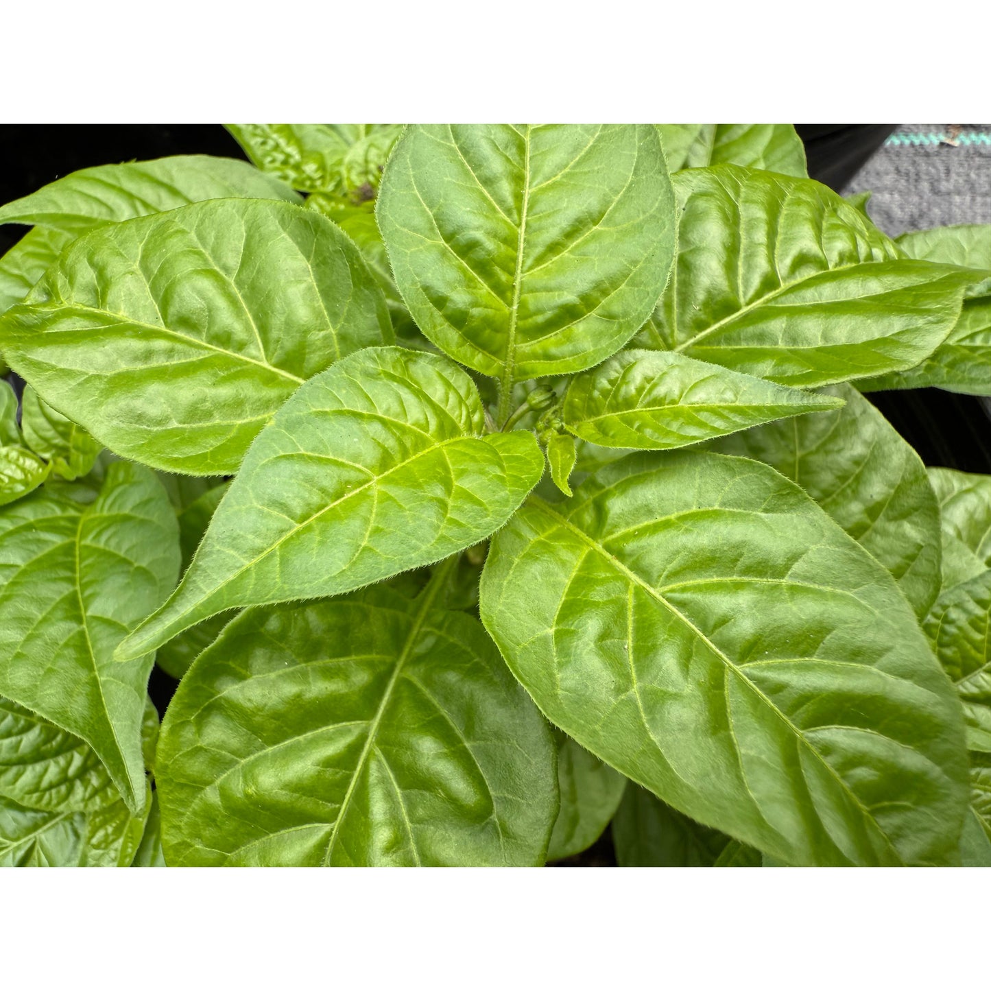 Graines de piment fort saignant KS Starracha