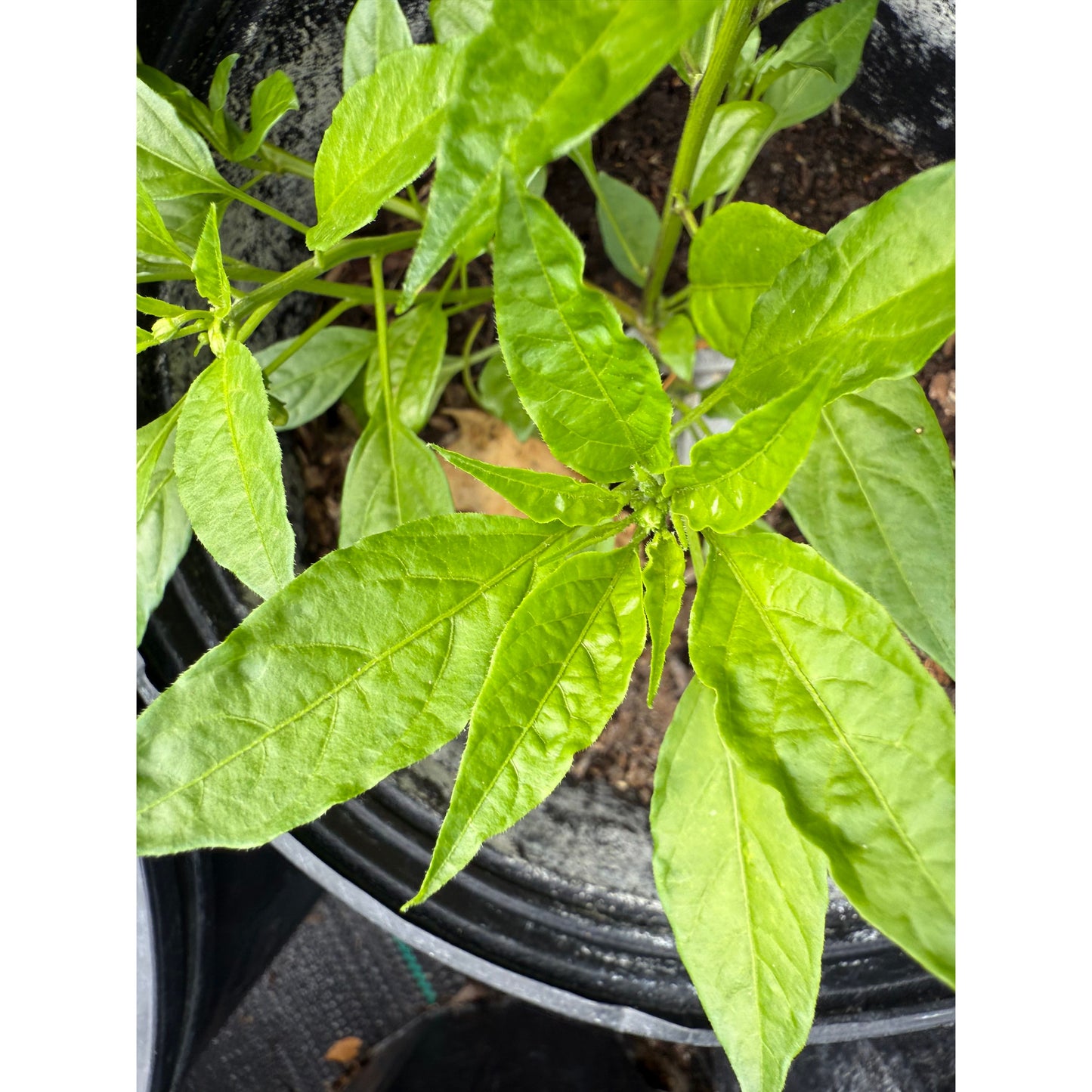 Chocolat KS Starrscream - Graines de piment fort