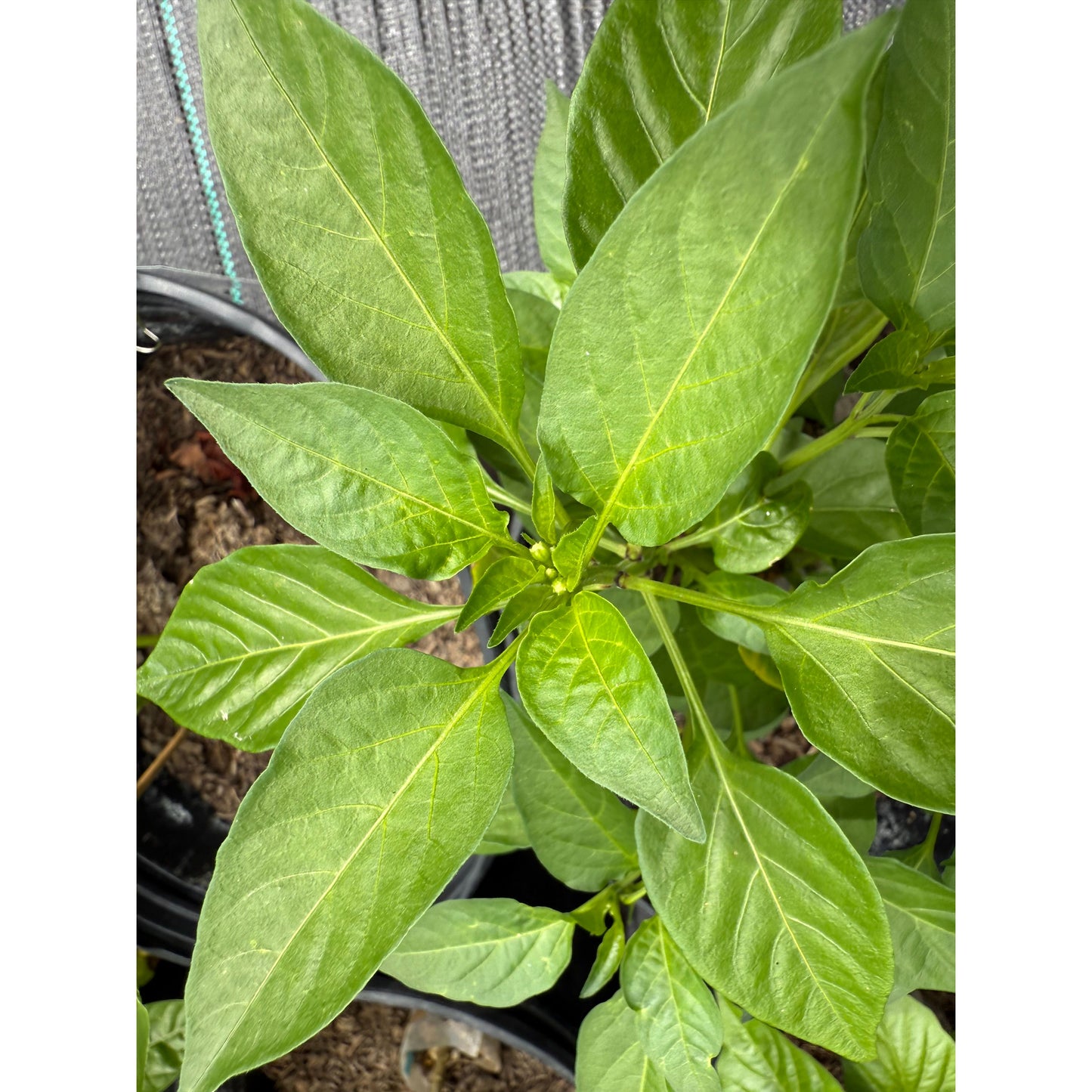 KS Thai White - Graines de piment fort isolées