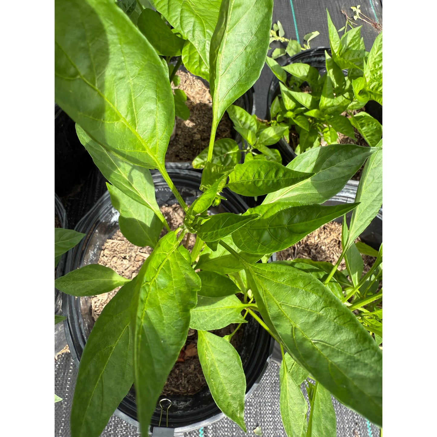 Kung Pao Hot Pepper Seeds