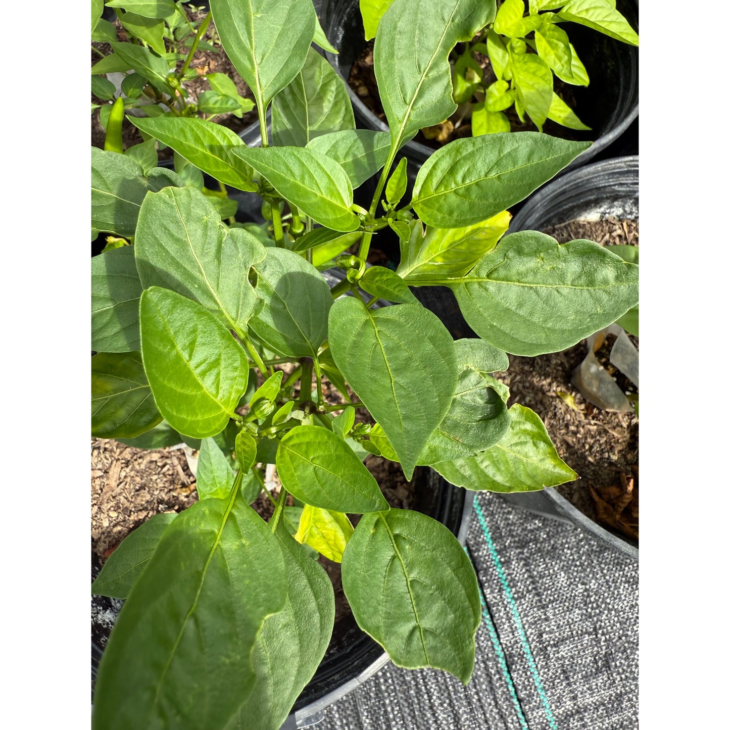 Graines de piment fort Las Cruces Numex