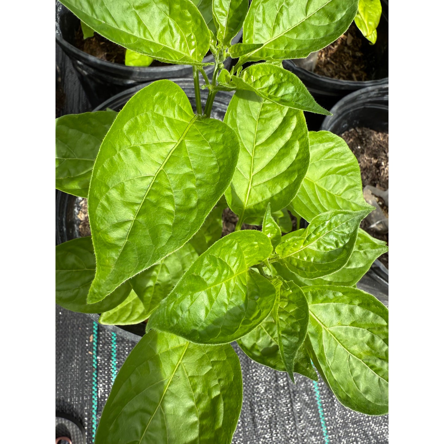 Graines de piment fort Lemon Drop