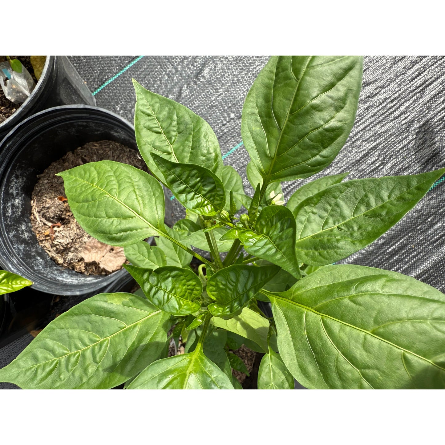 Leutschauer Paprika - Hot Pepper Seeds