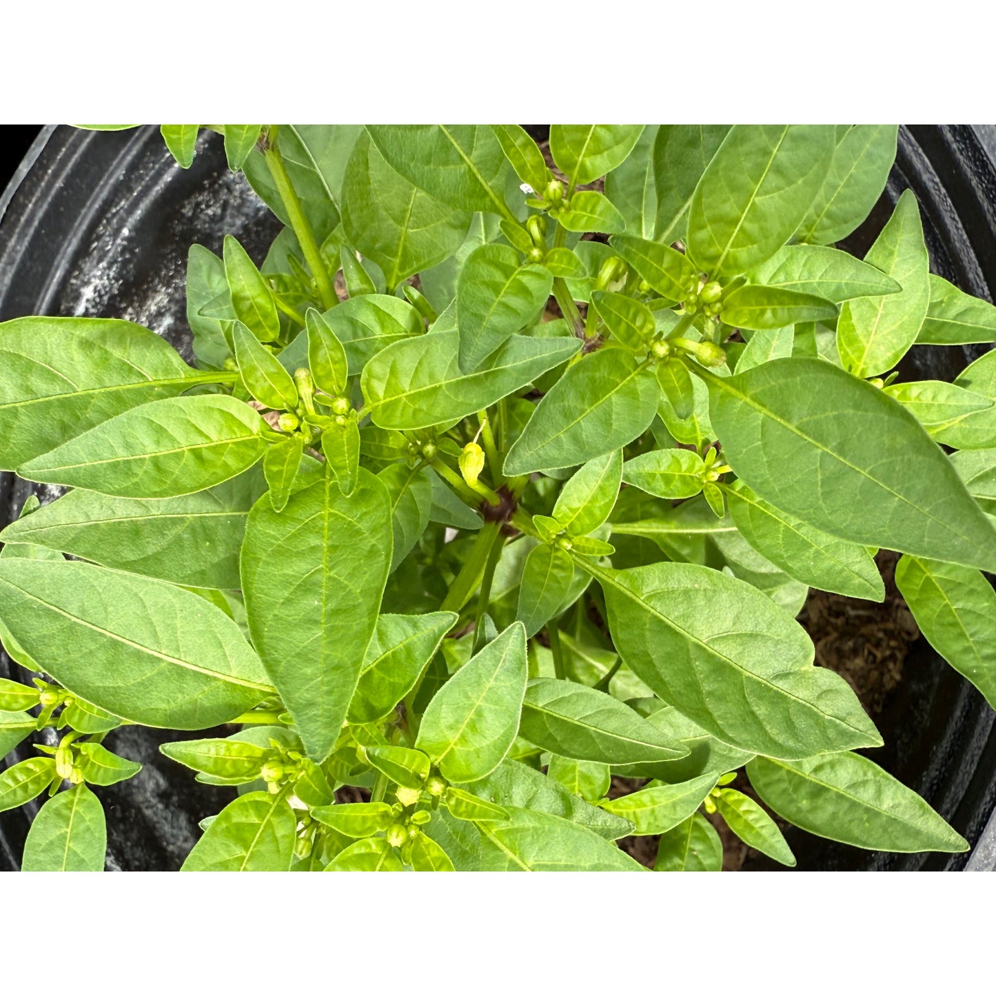 Little Elf Hot Pepper Seeds