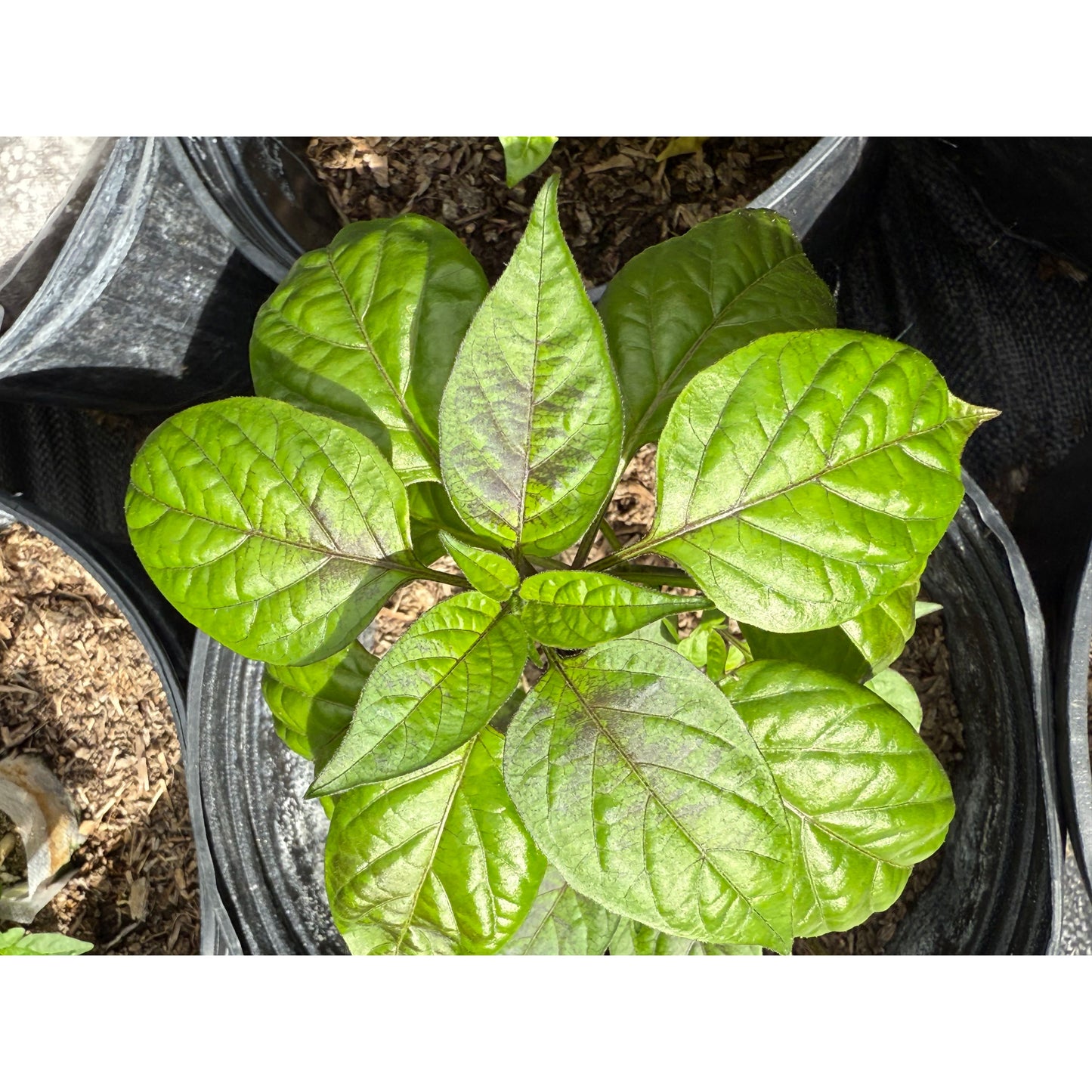 Little Nubian (Jamaican Sore Throat Pepper) - Hot Pepper Seeds