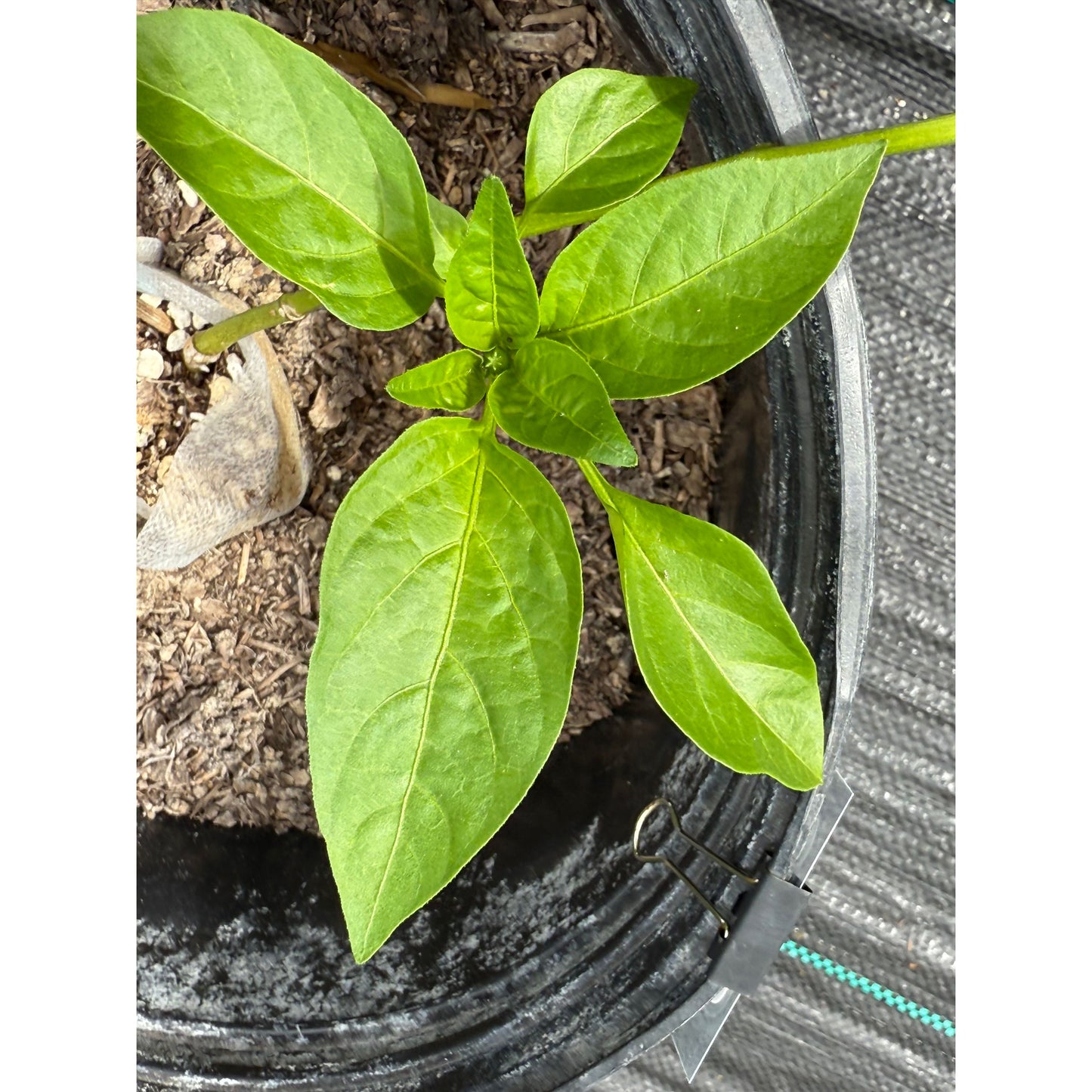 Longjiao B3 F1 Hot Pepper Seeds